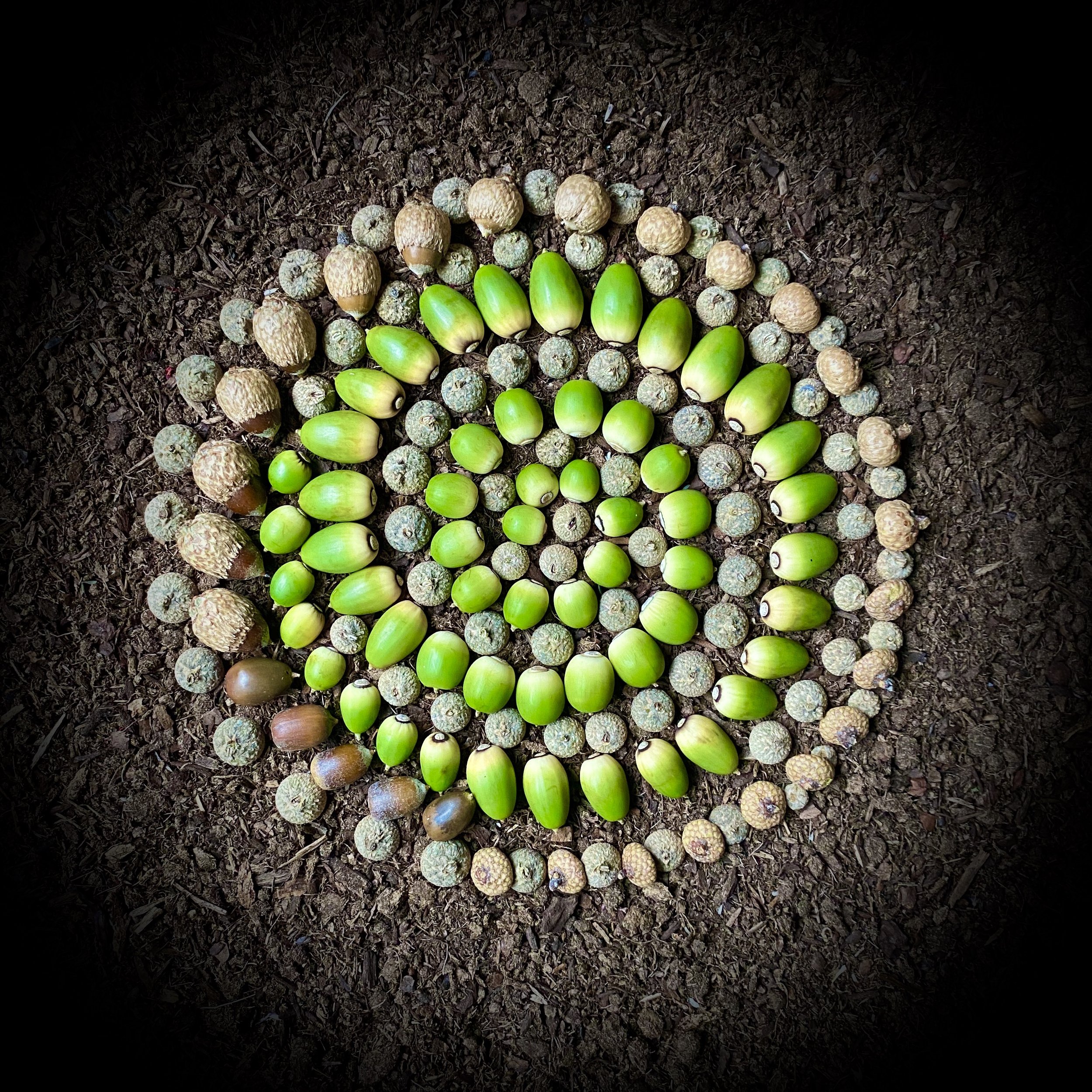 Acorn Spiral