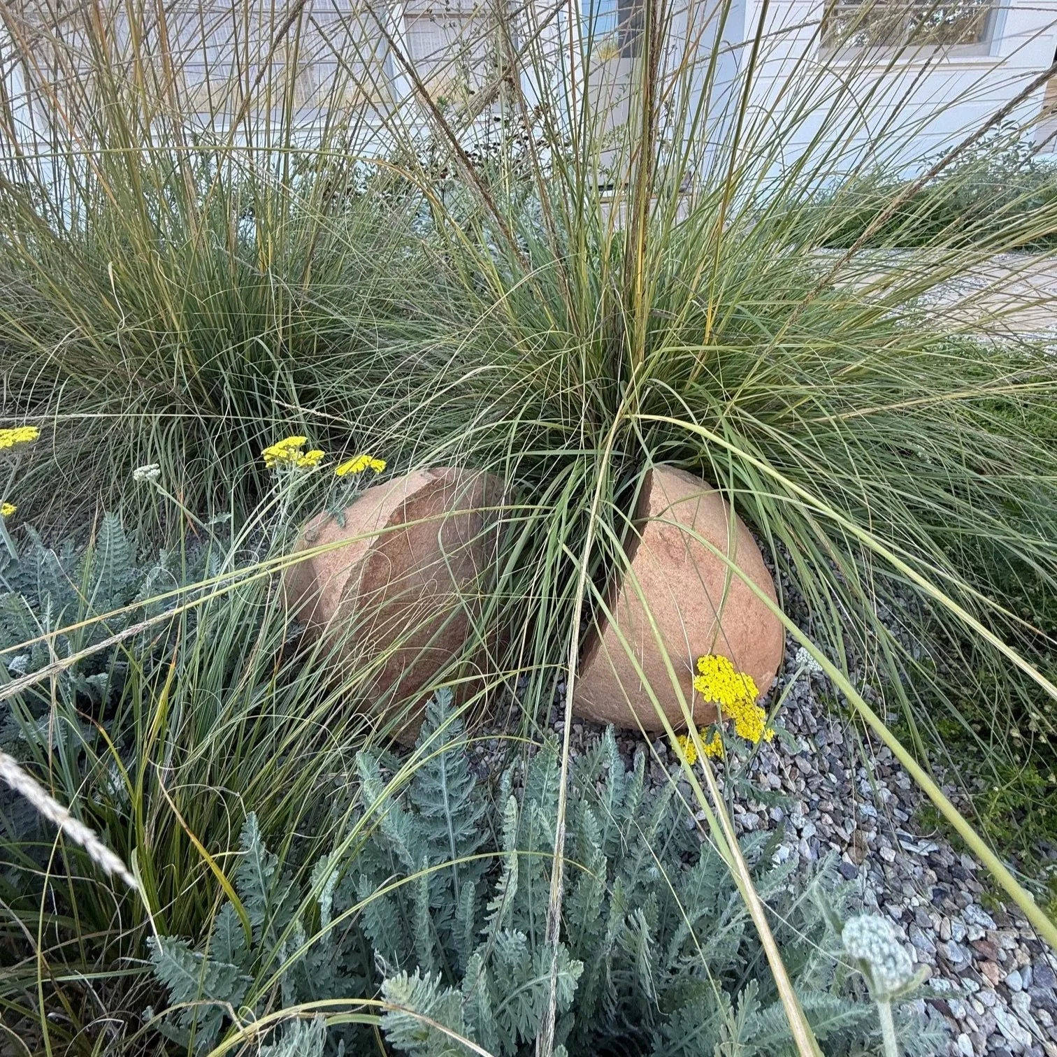 Two large round rocks surrounded by various desert plants, including tall grass and yellow flowering plants, with a gravel ground cover.