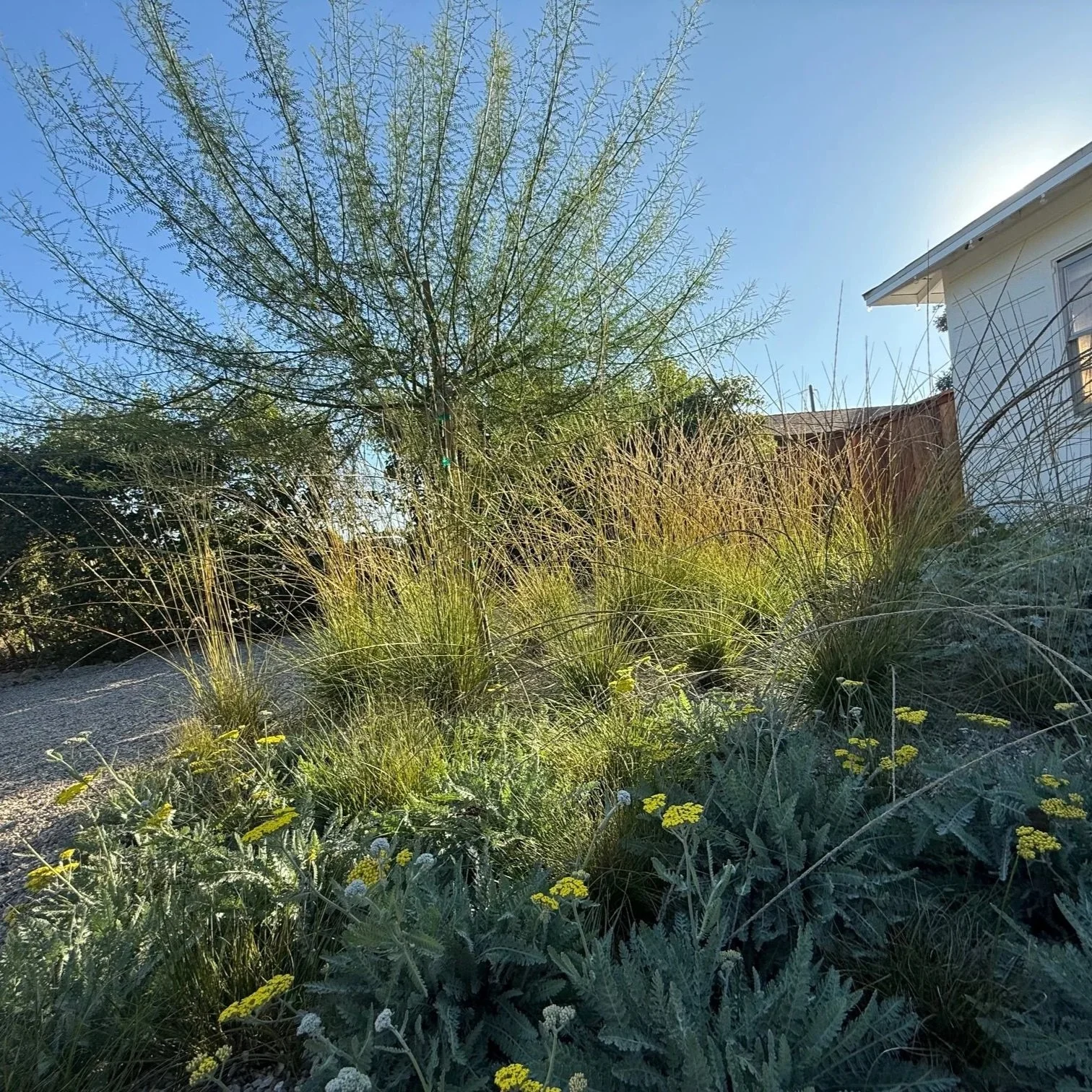 A garden scene with tall grasses, green plants, and small yellow flowers next to a gravel path, with a house visible in the background under a blue sky.