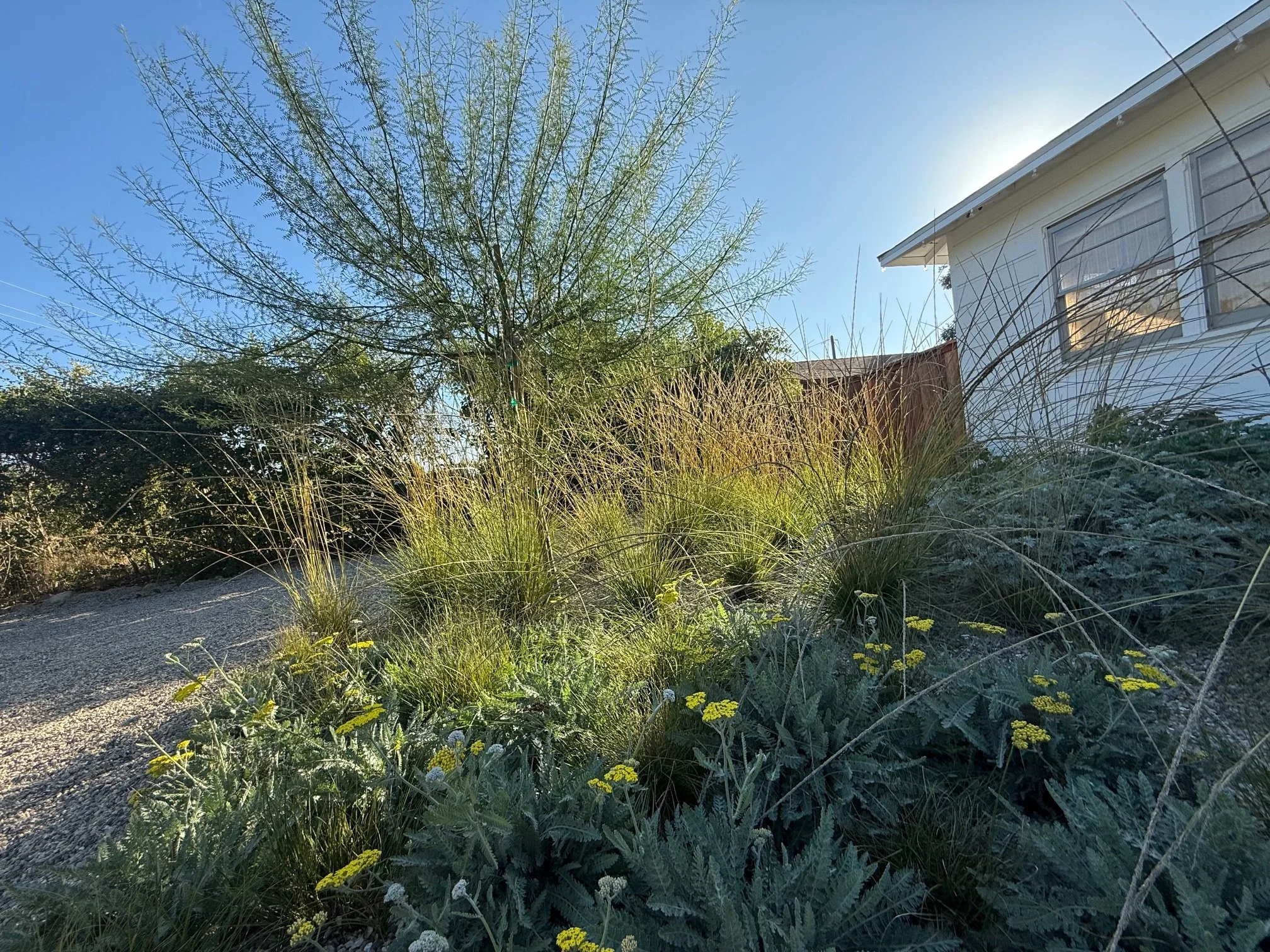 A garden with various plants, tall grasses, and a small tree, with a white house in the background and a clear blue sky.