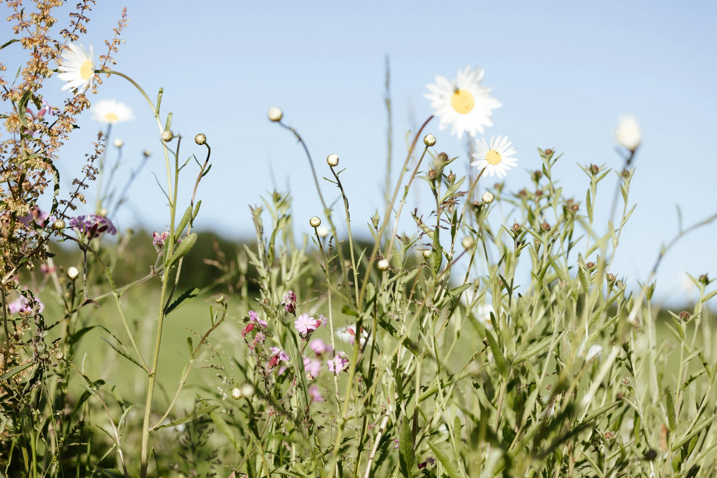 Bunte Wiese mit verschiedenen Blumen, darunter Gänseblümchen und kleine lilafarbene Blumen, bei sonnigem Himmel.