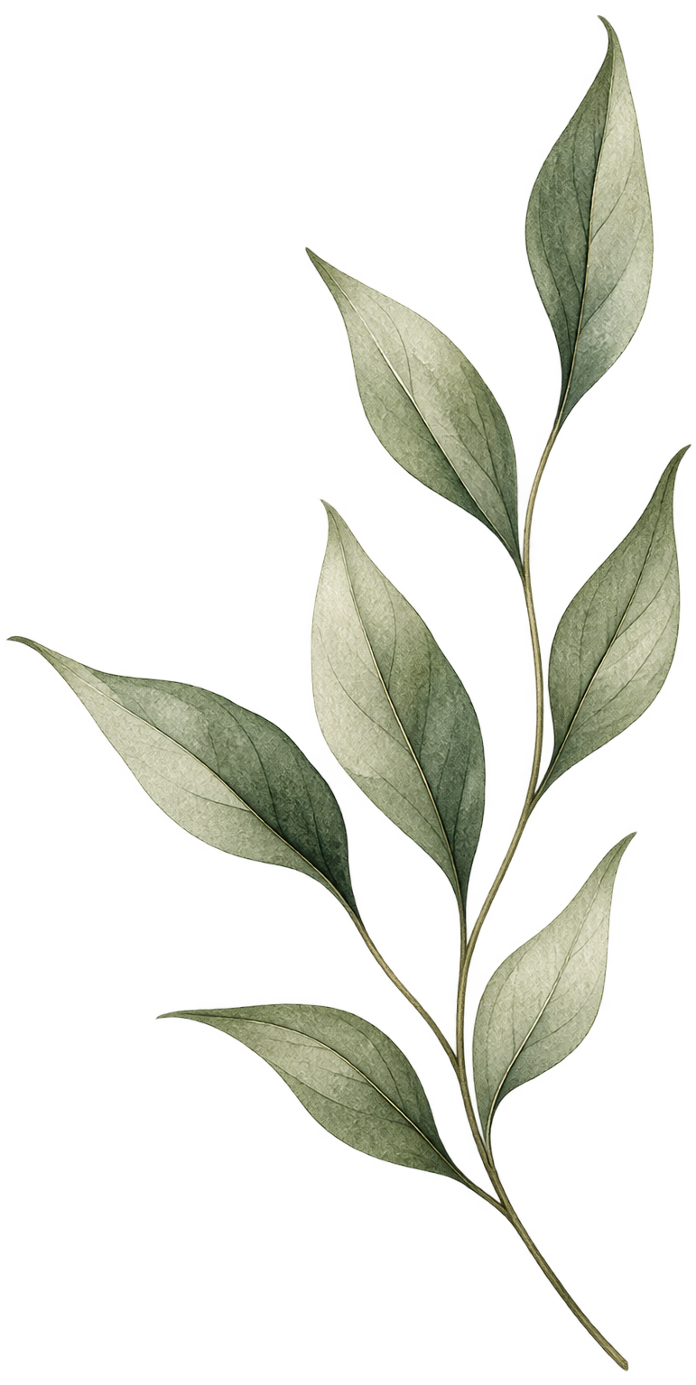 A close-up image of a green eucalyptus branch with multiple elongated, silvery-green leaves against a black background.