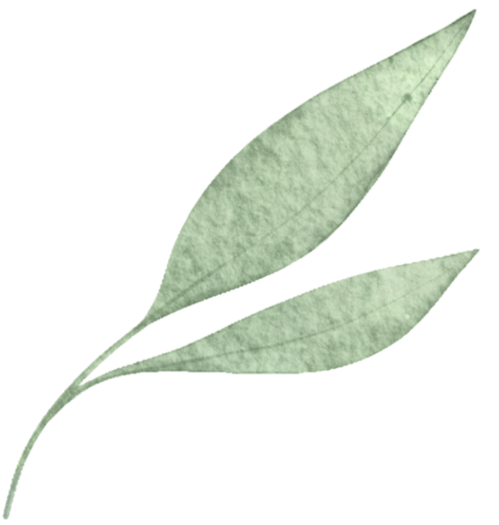 A close-up of a gray-green leaf with a split into two smaller leaves.