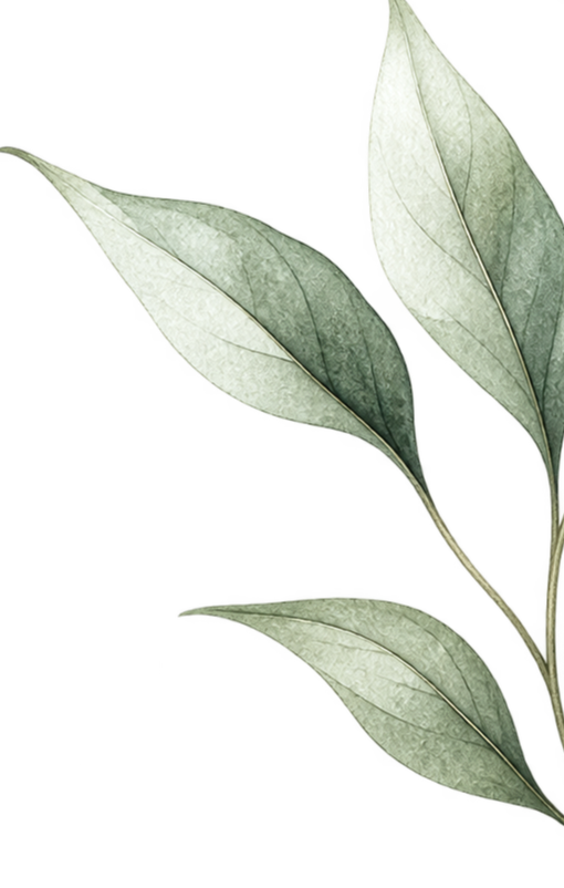 Close-up of green eucalyptus leaves on black background.
