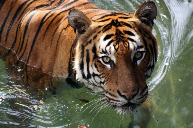 Leo Full Moon 2026: What Comes to Fruition for Each Rising Sign