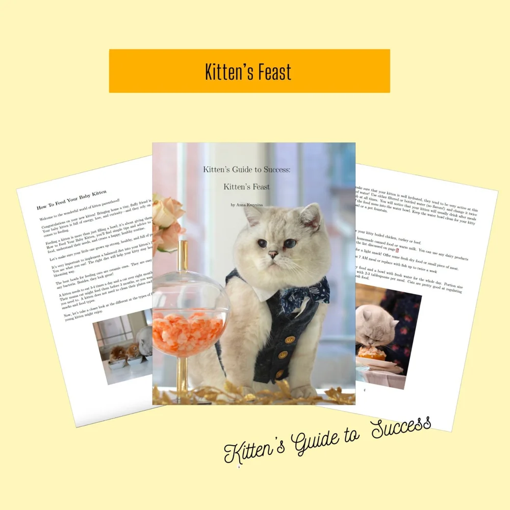 Old Cat Getting Kitten Used To New Home Older Cat How To Get A Cat To