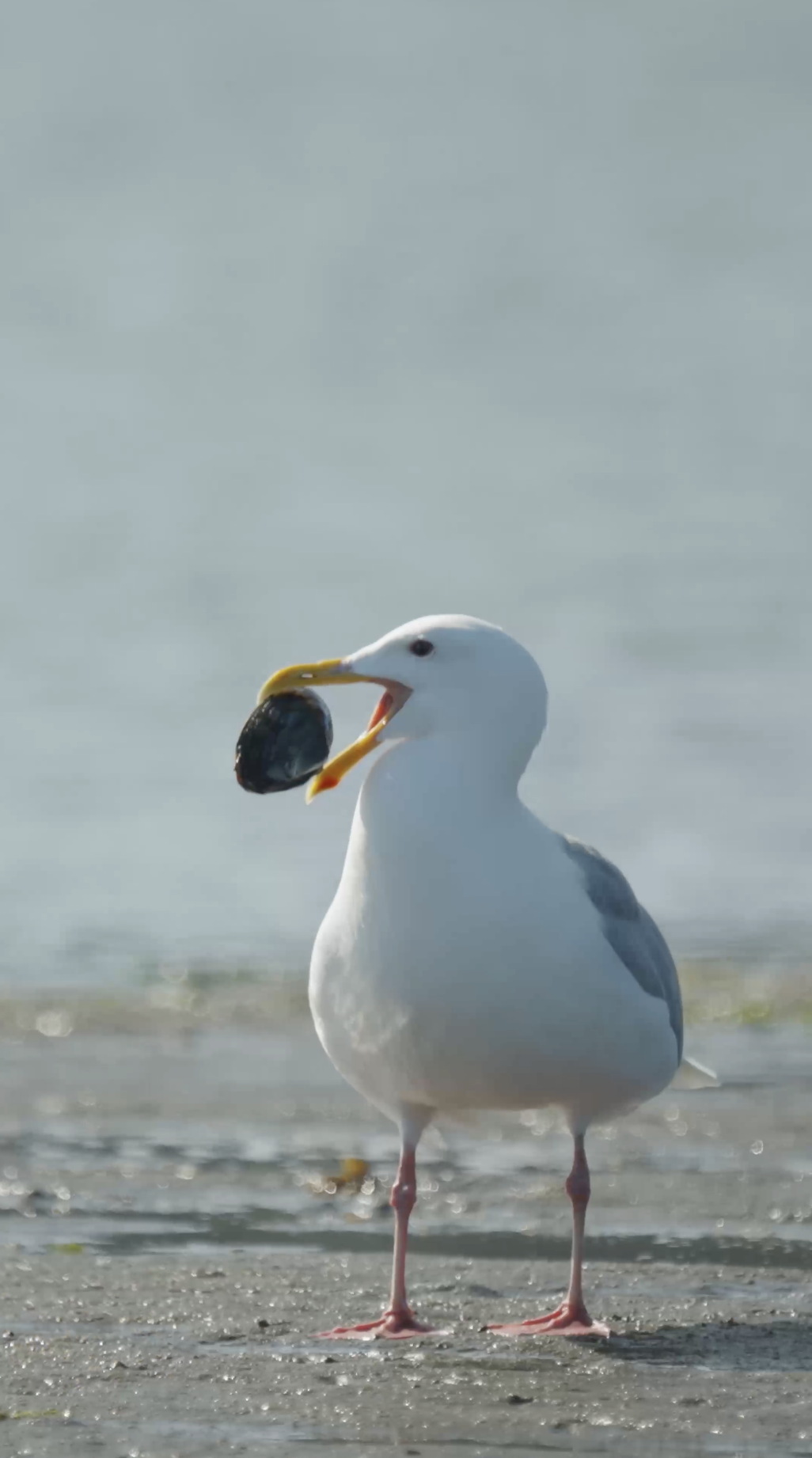 BC Bird Trail Photos 9.png