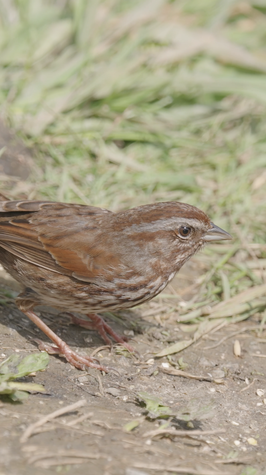 BC Bird Trail Photos 6.png
