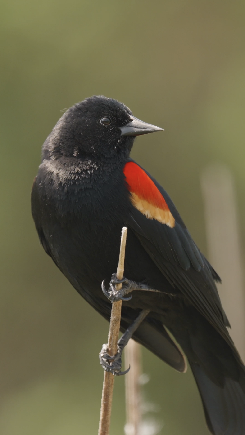 BC Bird Trail Photos 8.png