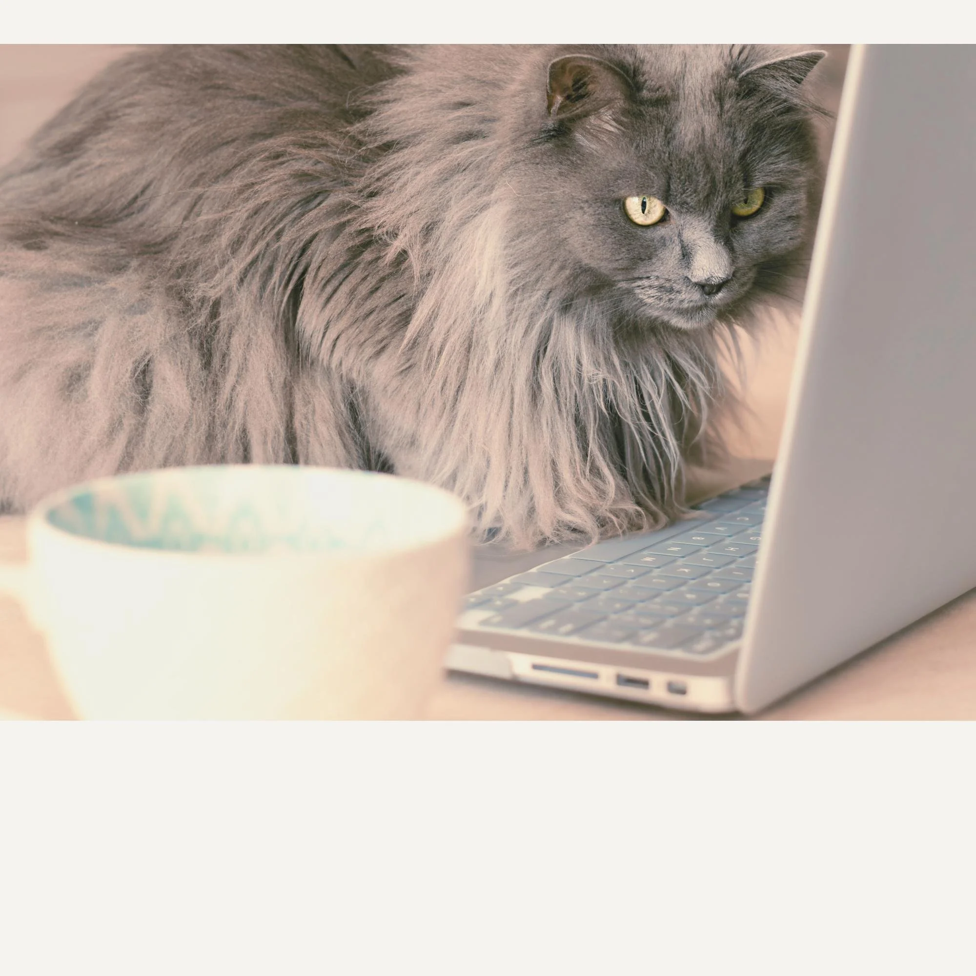 The Questions You Should Ask Before Picking ClickUp, Asana, or Any Tool