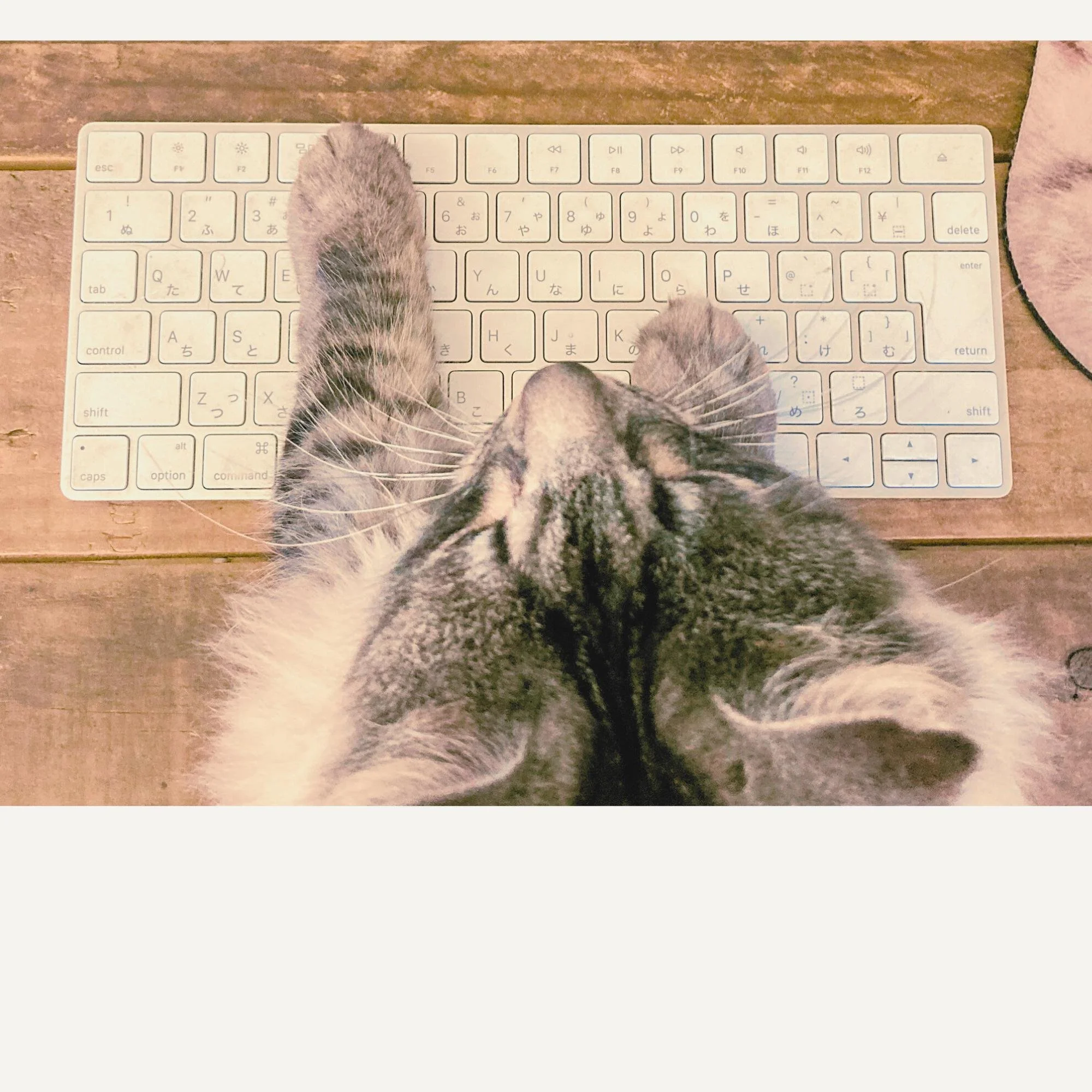 Creating Systems That Scale at Happy Girl Marketing Co.