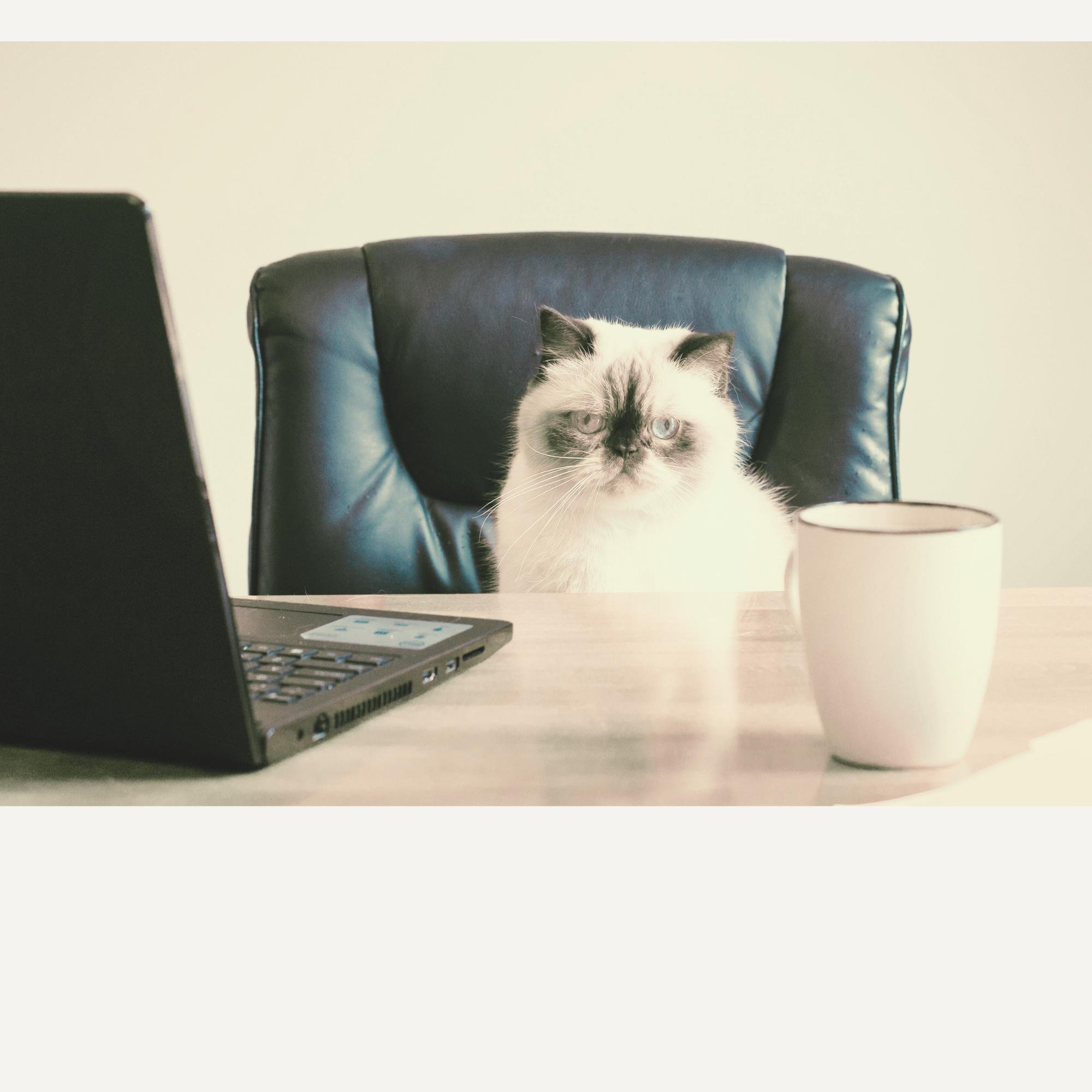 Untangling Leads &amp; Client Workflows for Podfox Media