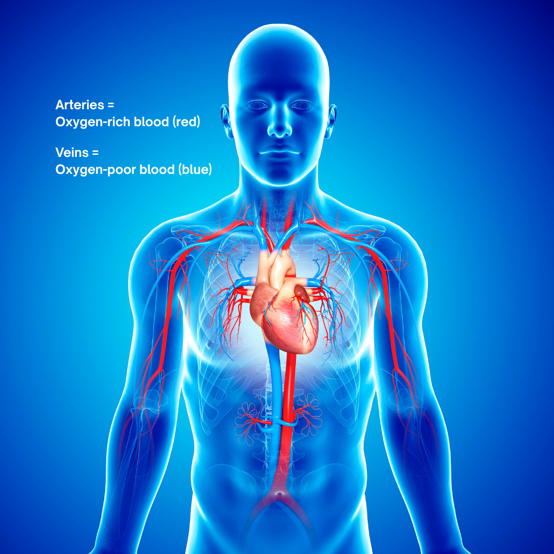 FAQ: Arteries vs. Veins