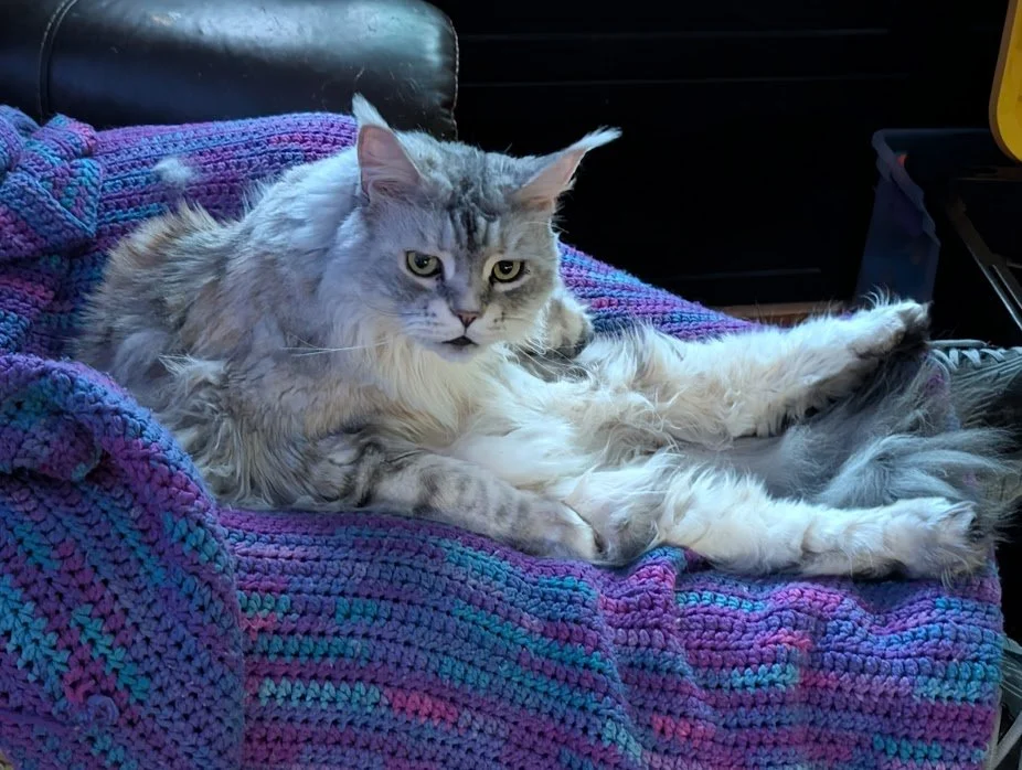 A long-haired grey and white cat with piercing eyes is lounging on a colorful crochet blanket on a black leather couch.