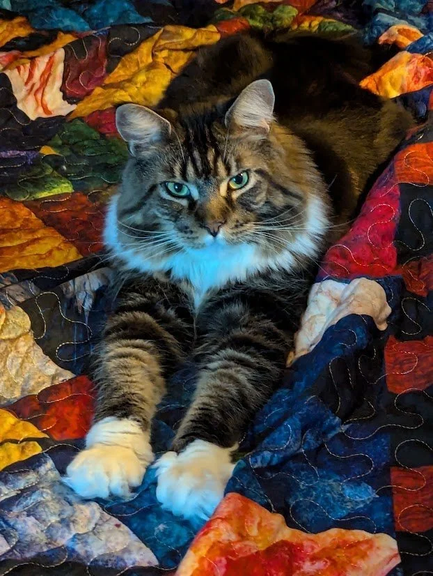 A tabby cat with piercing blue eyes lying on a colorful quilted blanket.