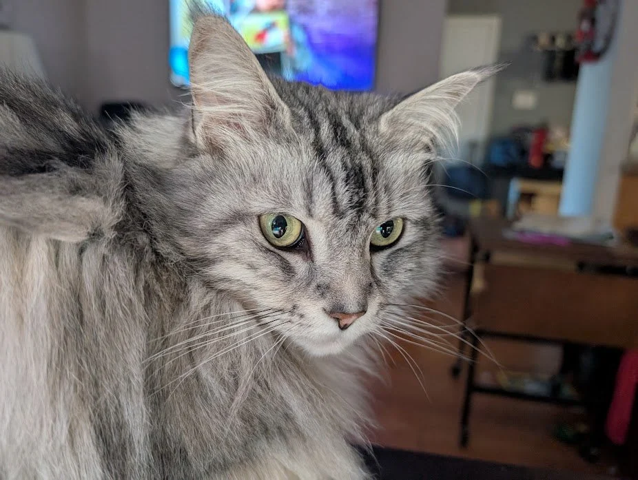 Close-up of a gray and white long-haired cat with green eyes indoors.