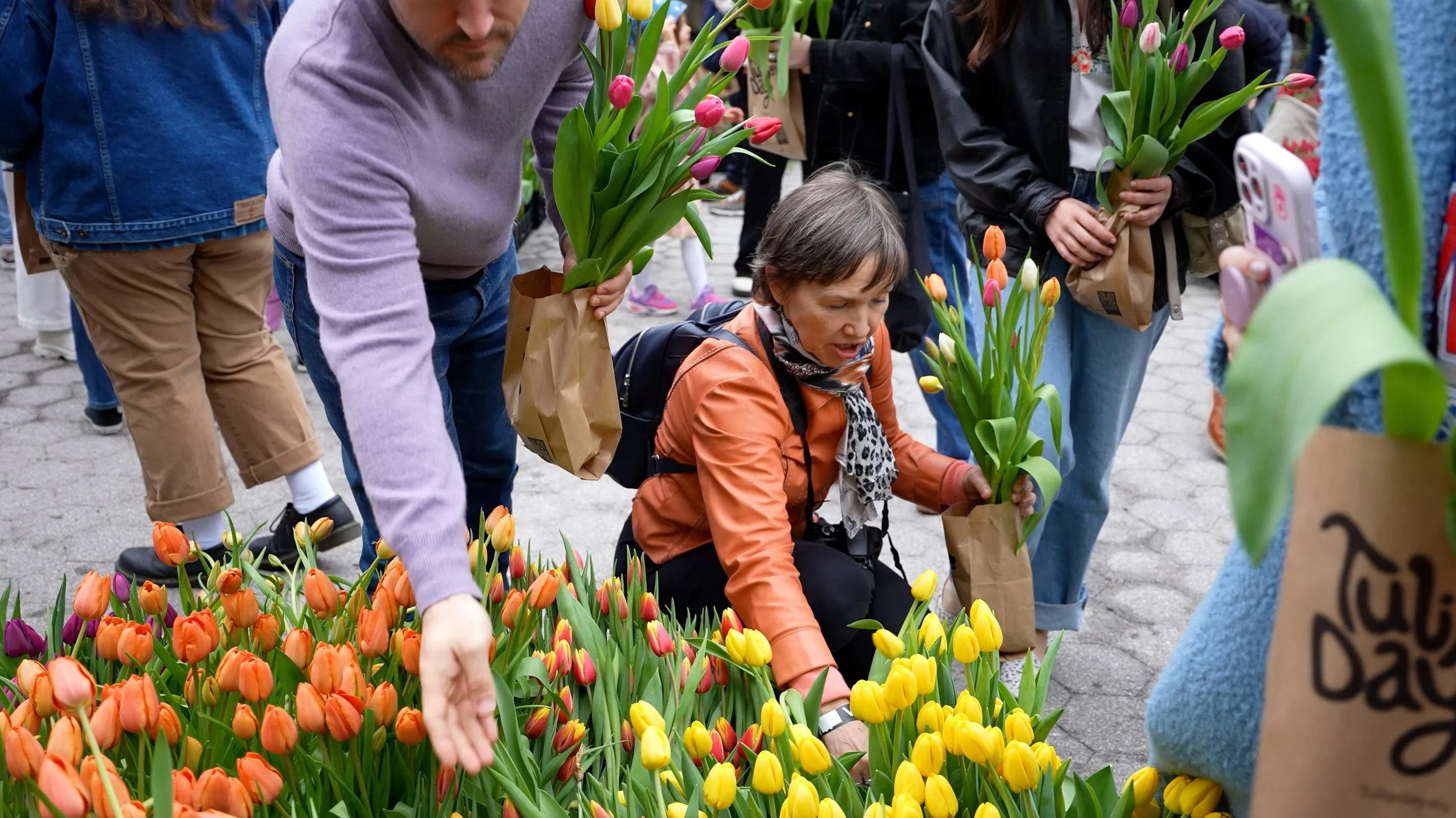 Tulip Day Lady Picking.jpg