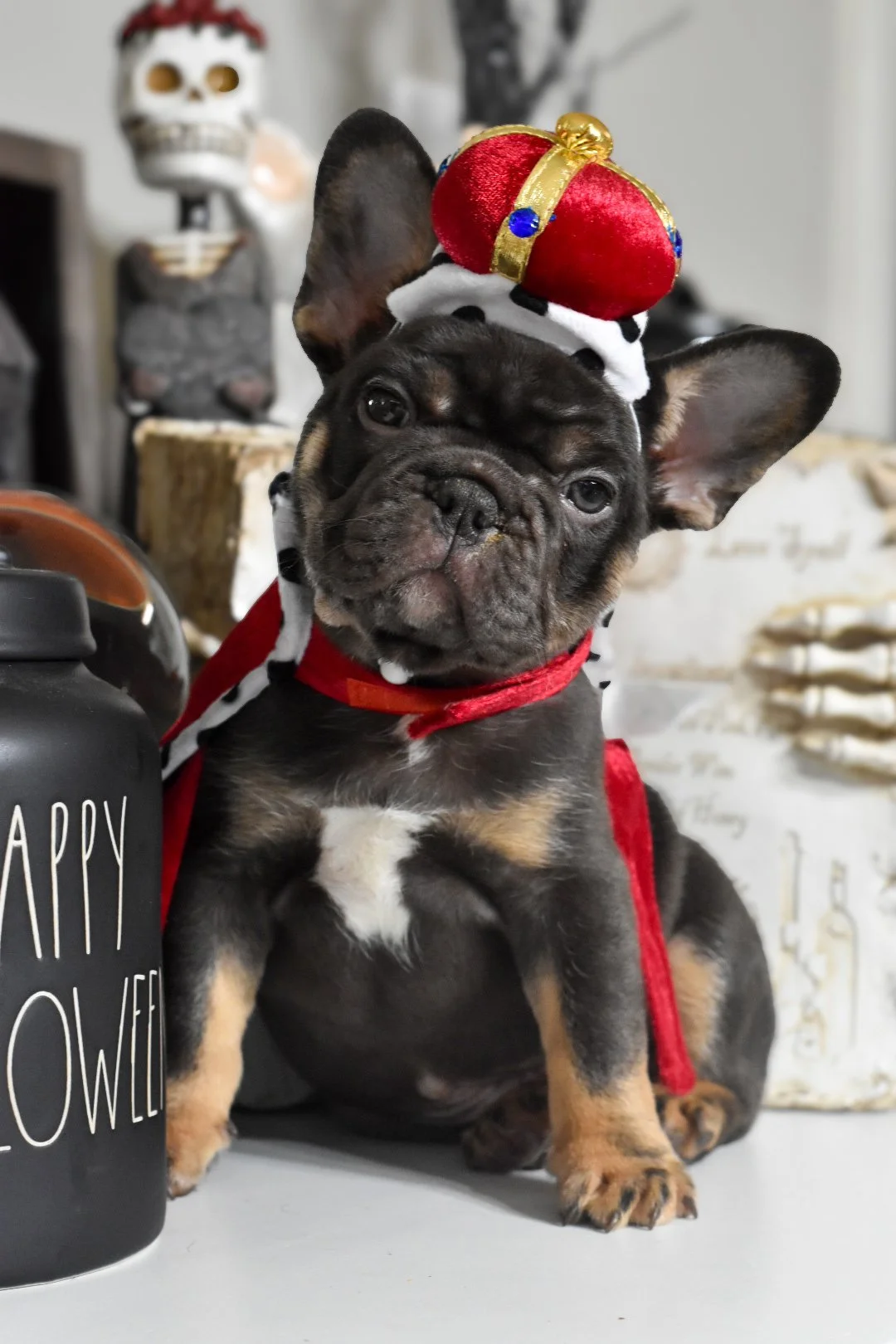 Cute puppy dressed as a king with a crown and cape, sitting next to a black jar with white text, in a Halloween-themed setting.