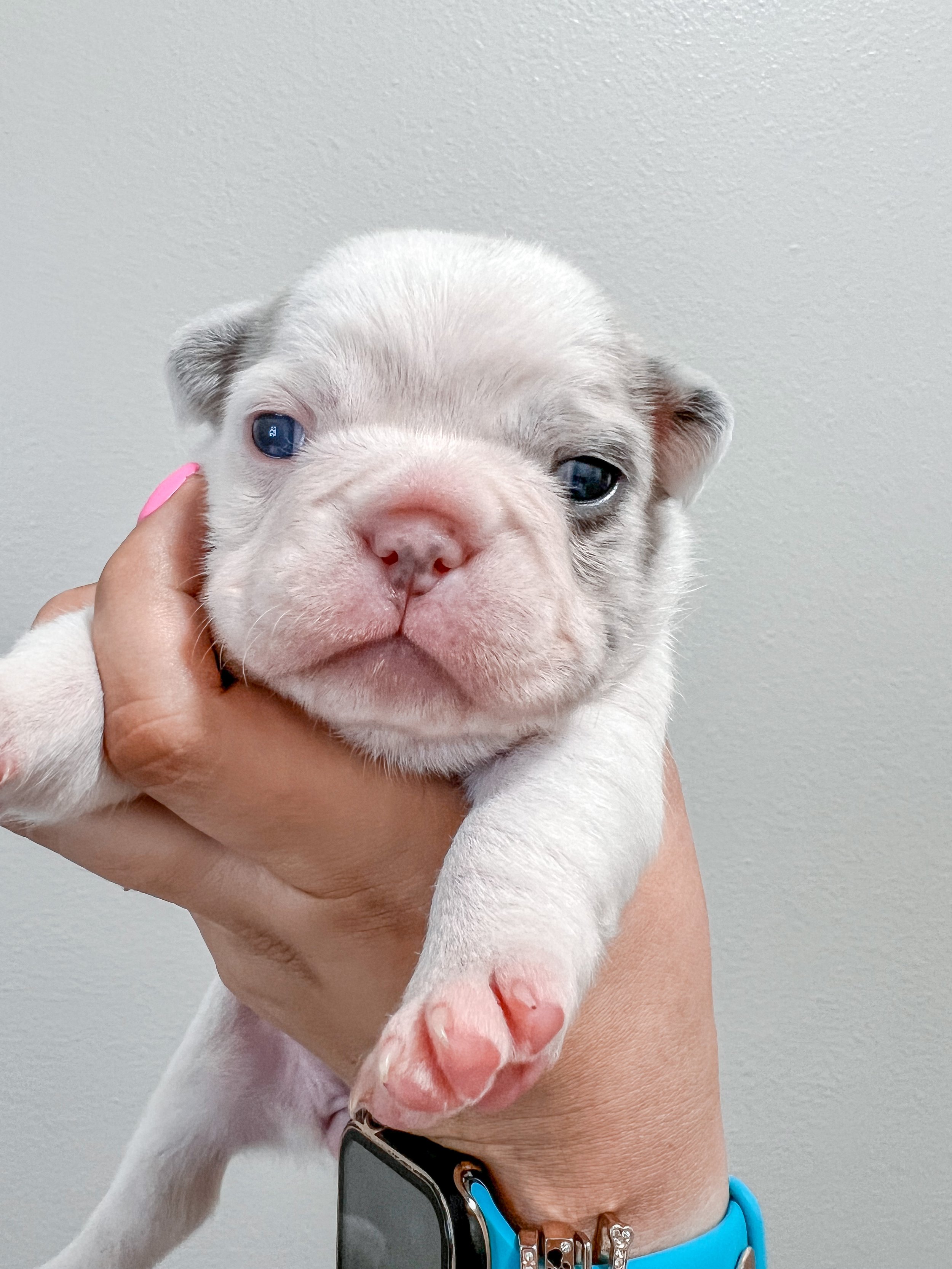 Close-up of a tiny, white Boston Terrier puppy with blue eyes being gently held up by a person's hand against a plain, light-colored wall.