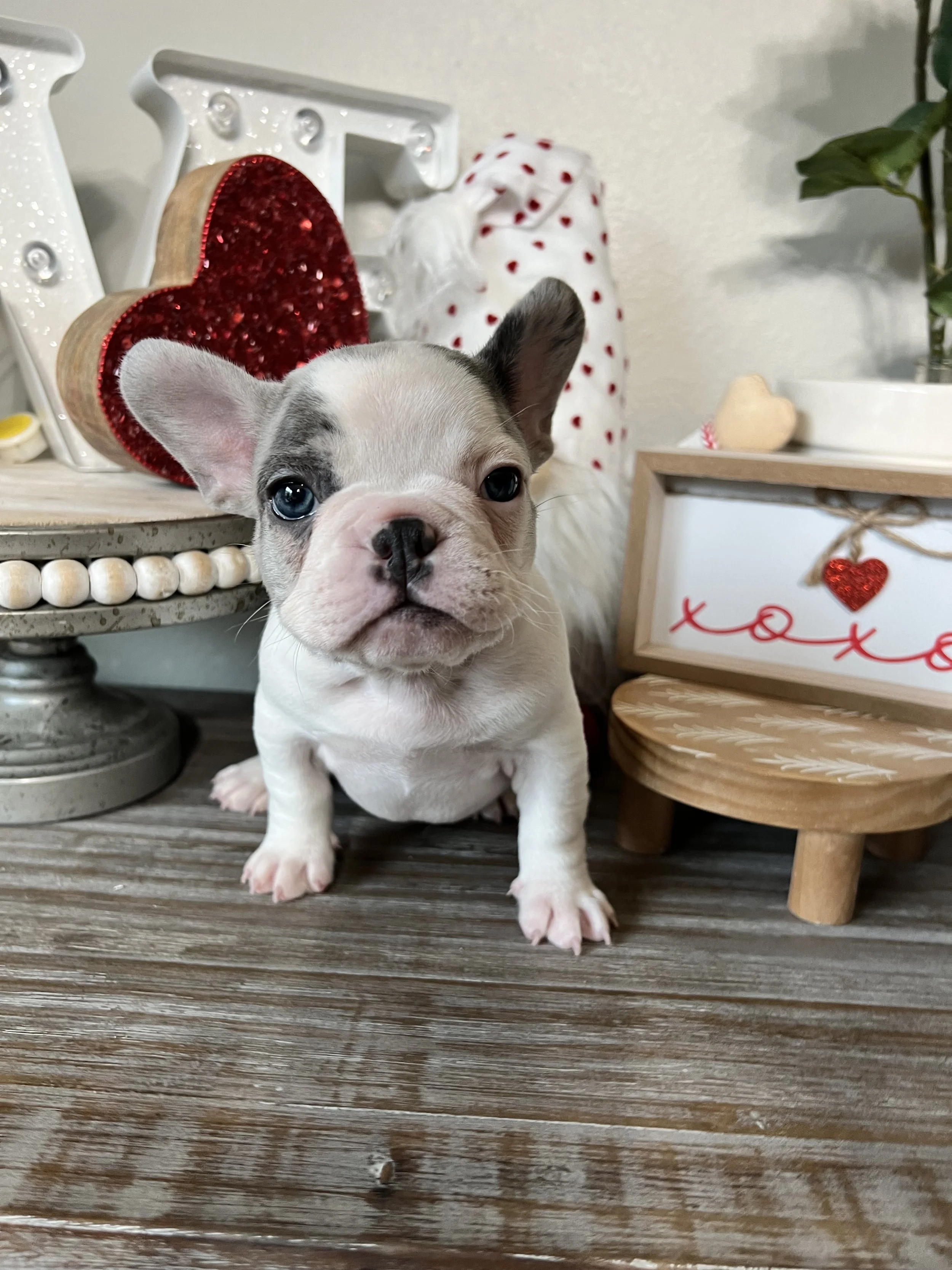 A cute French Bulldog puppy with a white coat and gray markings, sitting on a wooden surface, surrounded by Valentine's Day decorations, including a red heart and a small wooden sign with the word 'love' and a red heart, with a beige and white background.