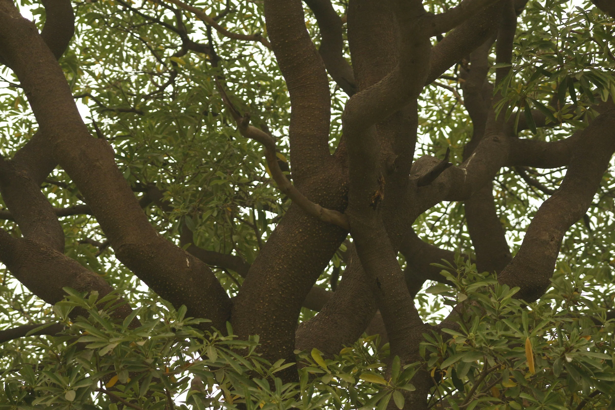 Sunday Service - Selling Zacchaeus Short