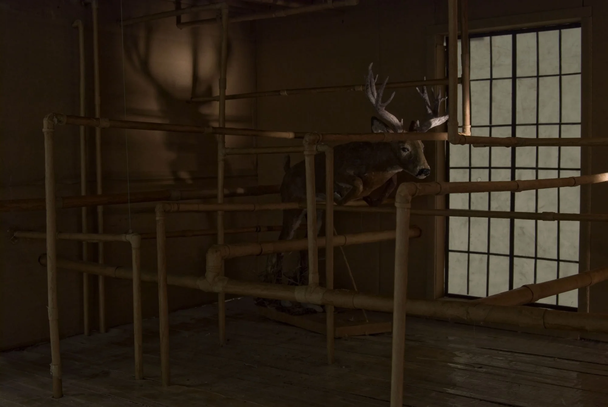 deer-with-shadow_web.jpg