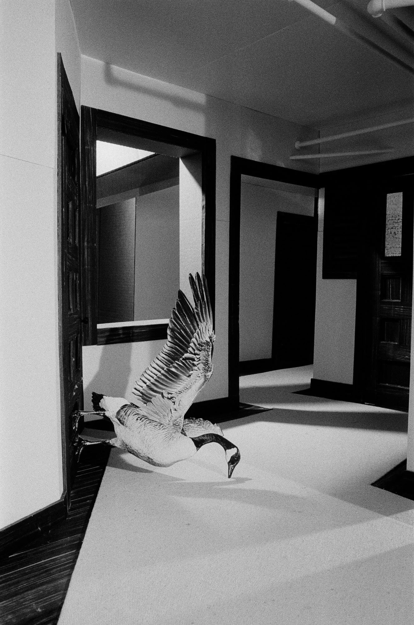 goose-in-hallway_web.jpg