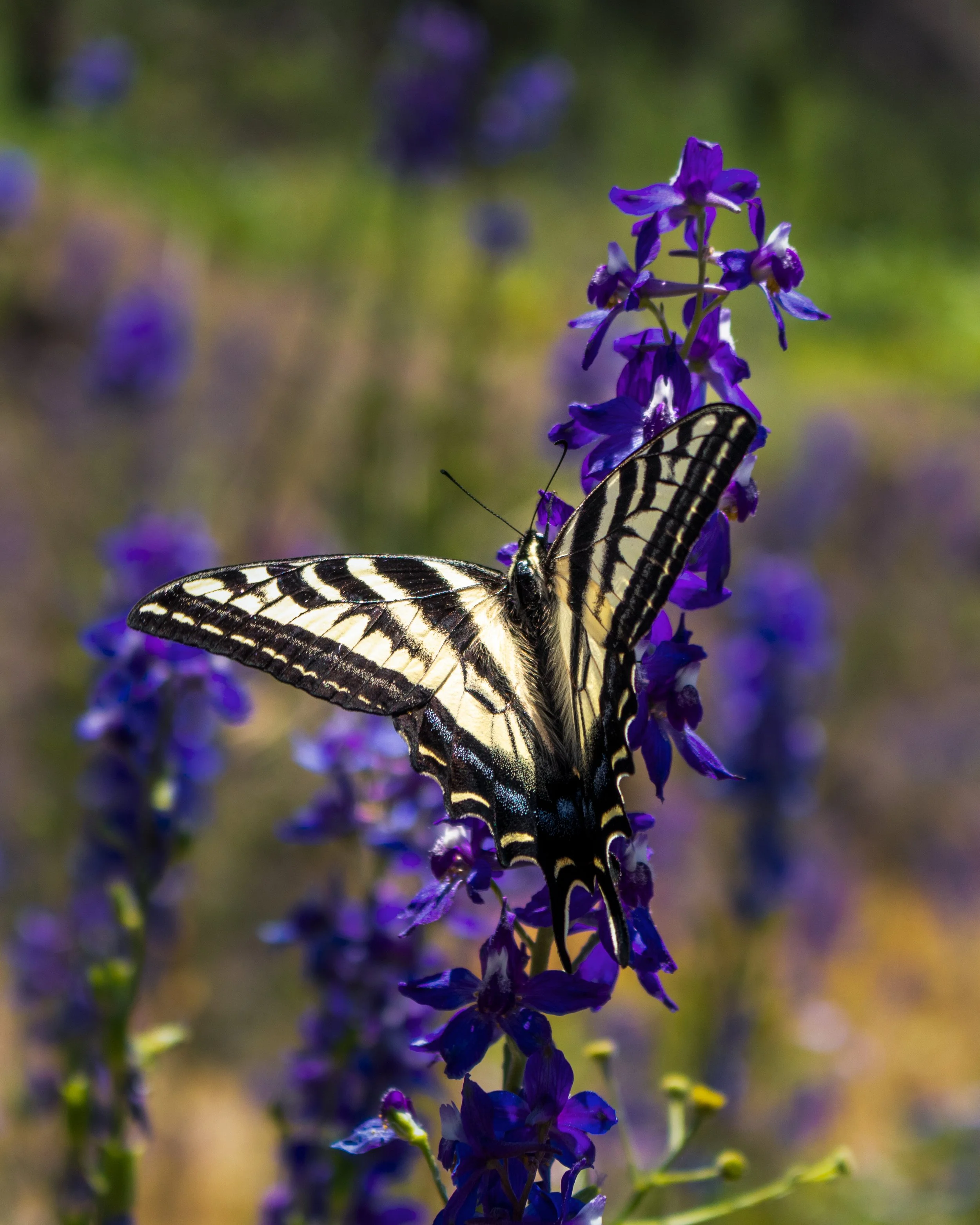 Brodiaea