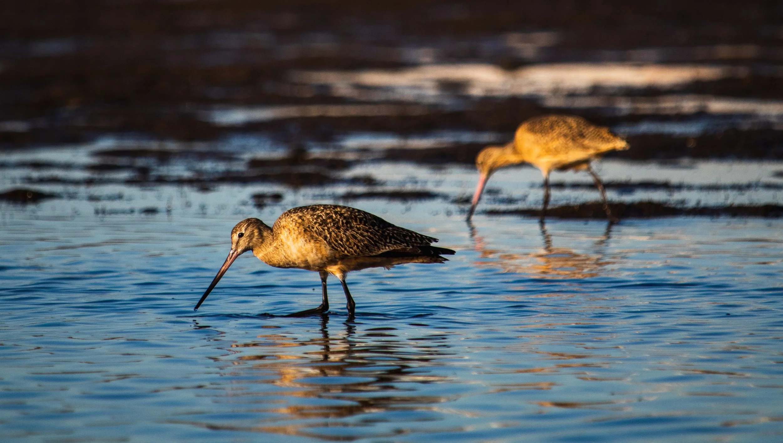 Willets At SD Marsh.jpg