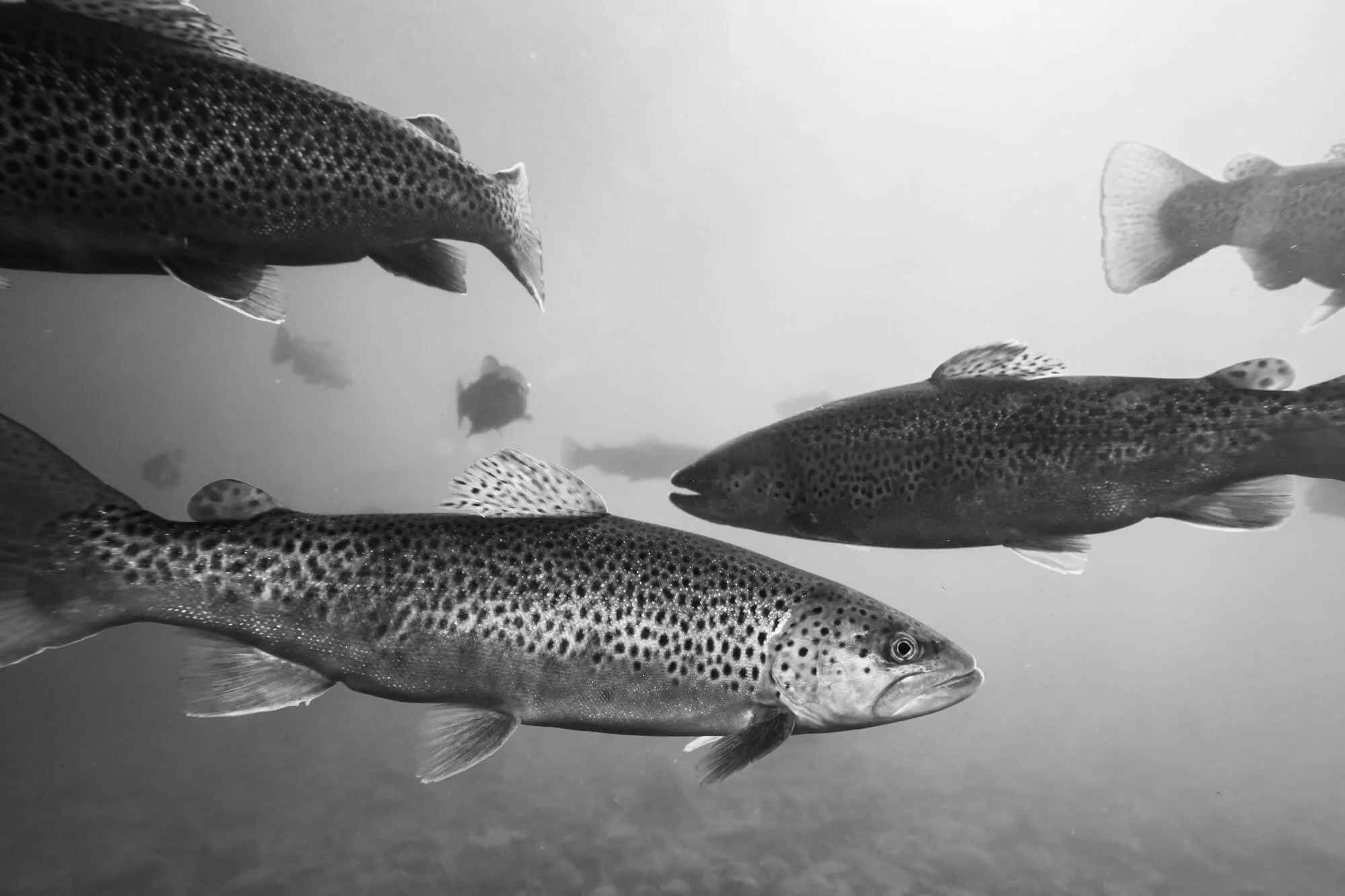 SierraHopp_FishHatchery-1.jpg