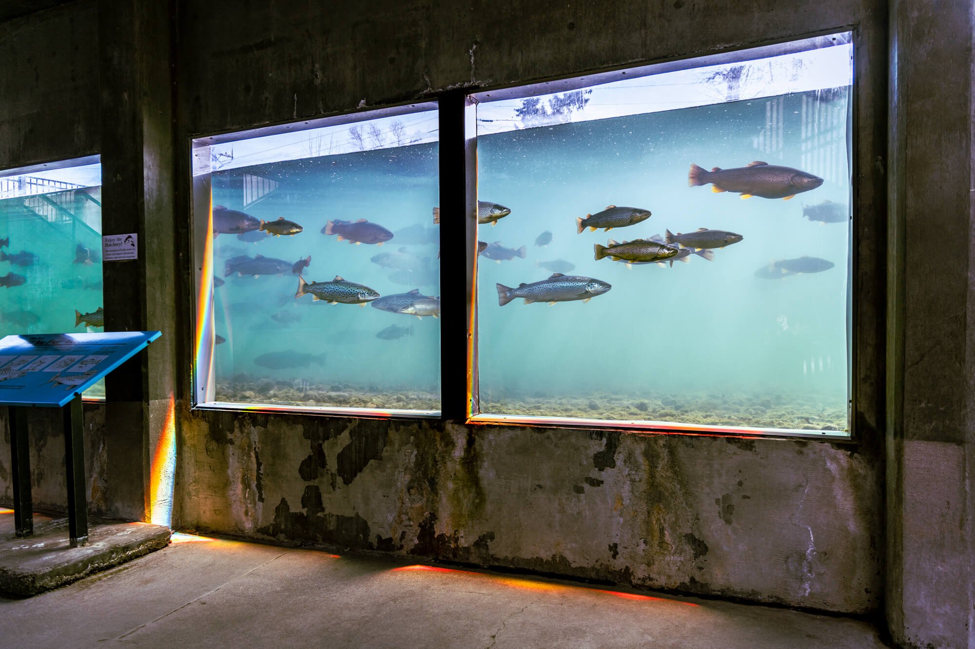 SierraHopp_FishHatchery-8.jpg