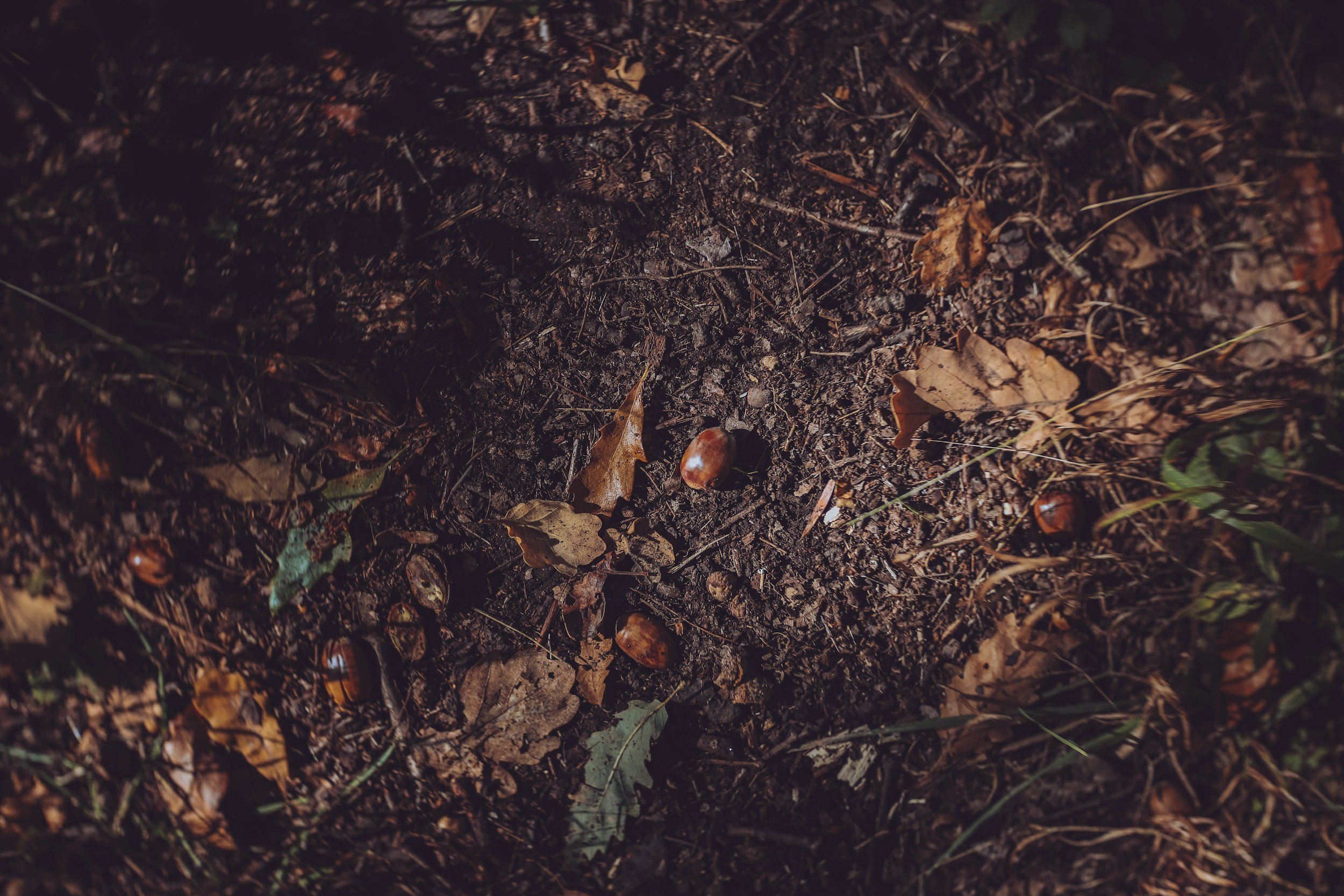 Close-up of dark soil on forest floor with scattered brown fallen leaves, small rocks, and a few green plants.