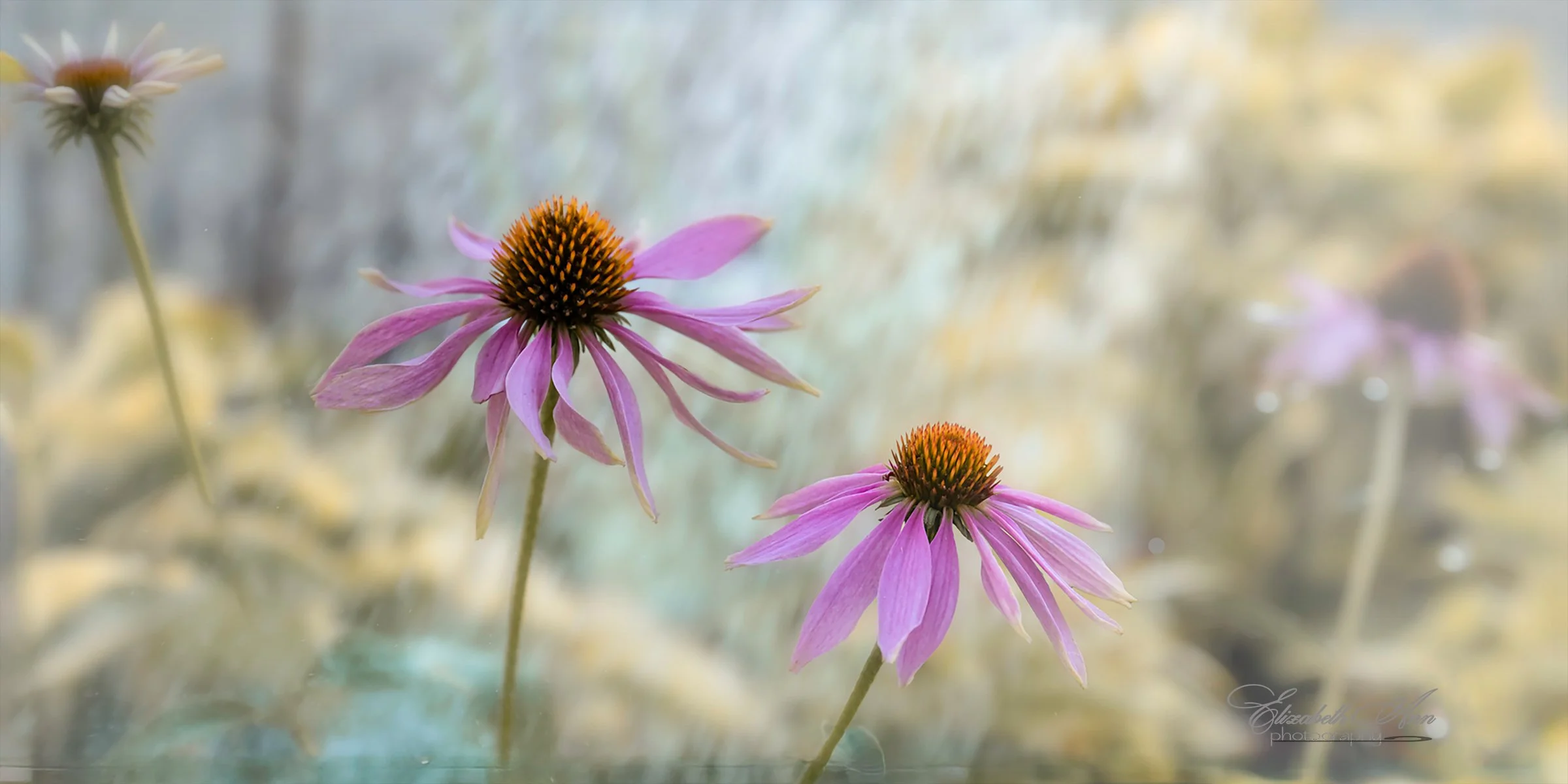 Soft Coneflowers