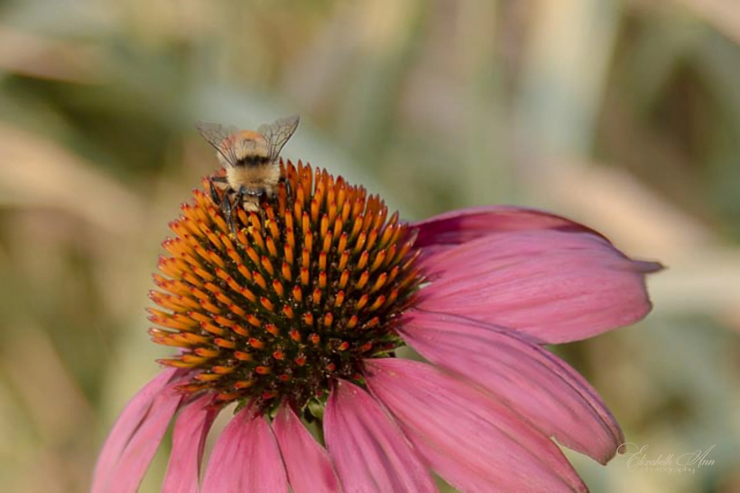 Bee on Coneflower