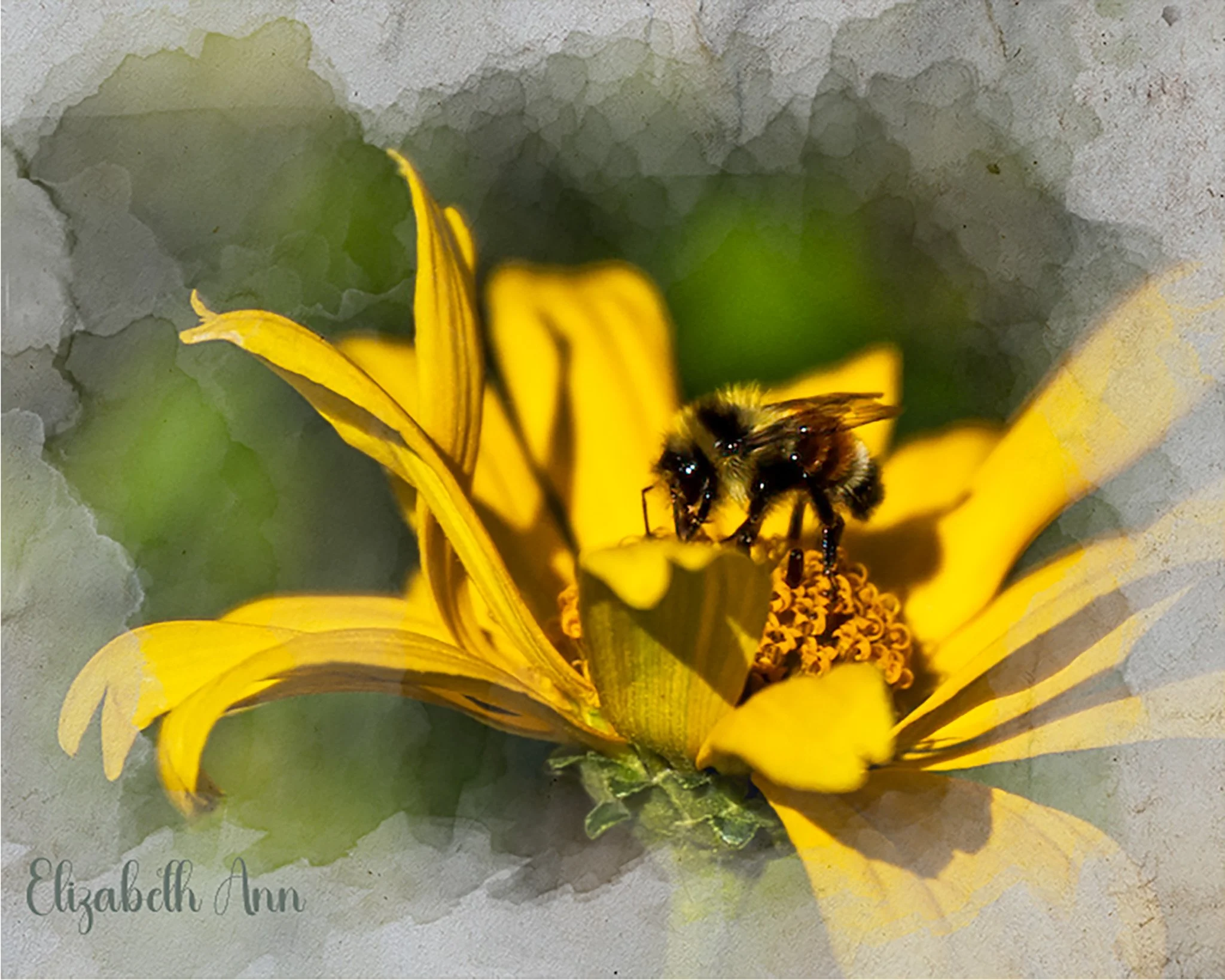 Card_. Bee on Yellow.jpg