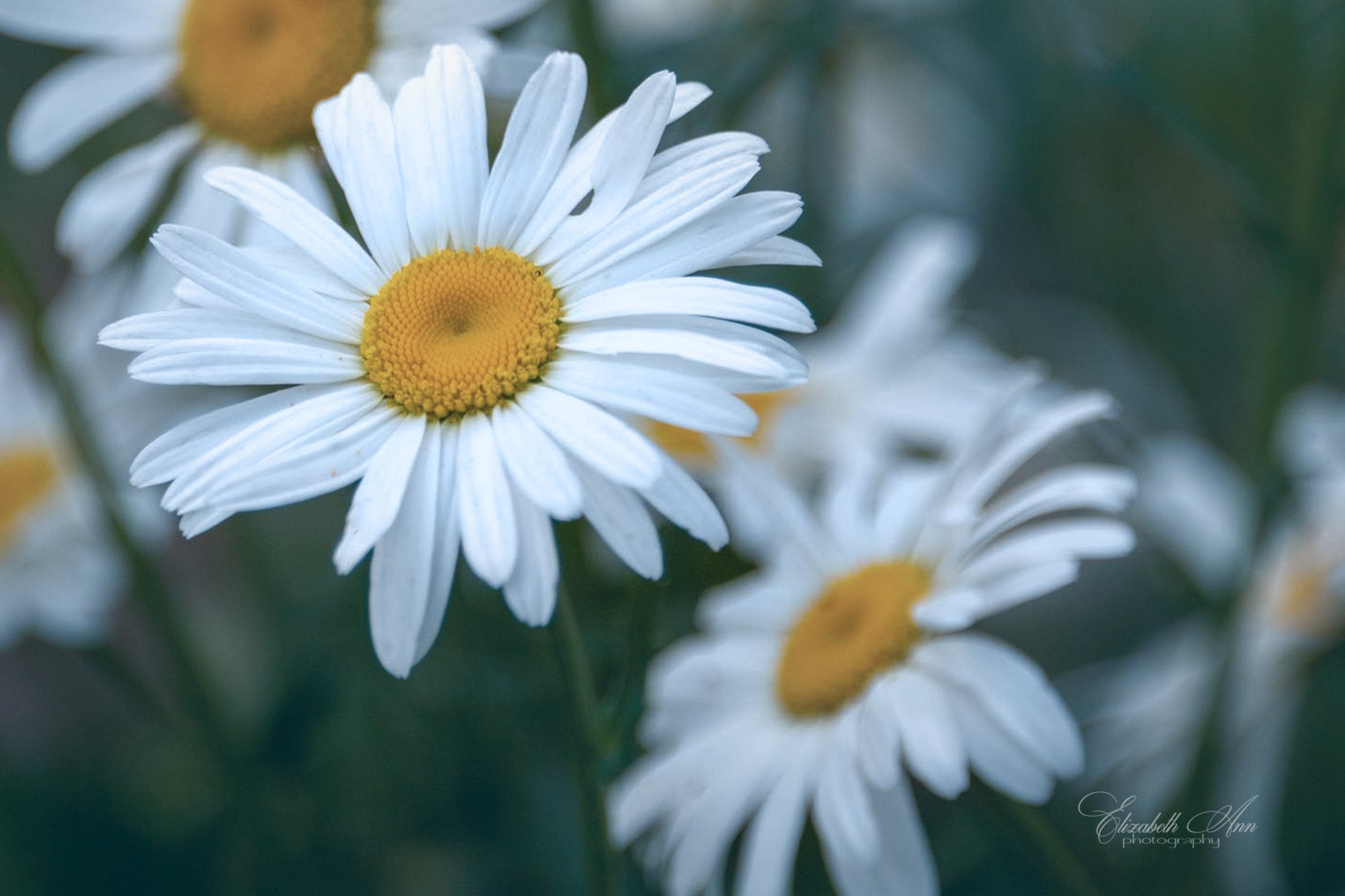 Daisies