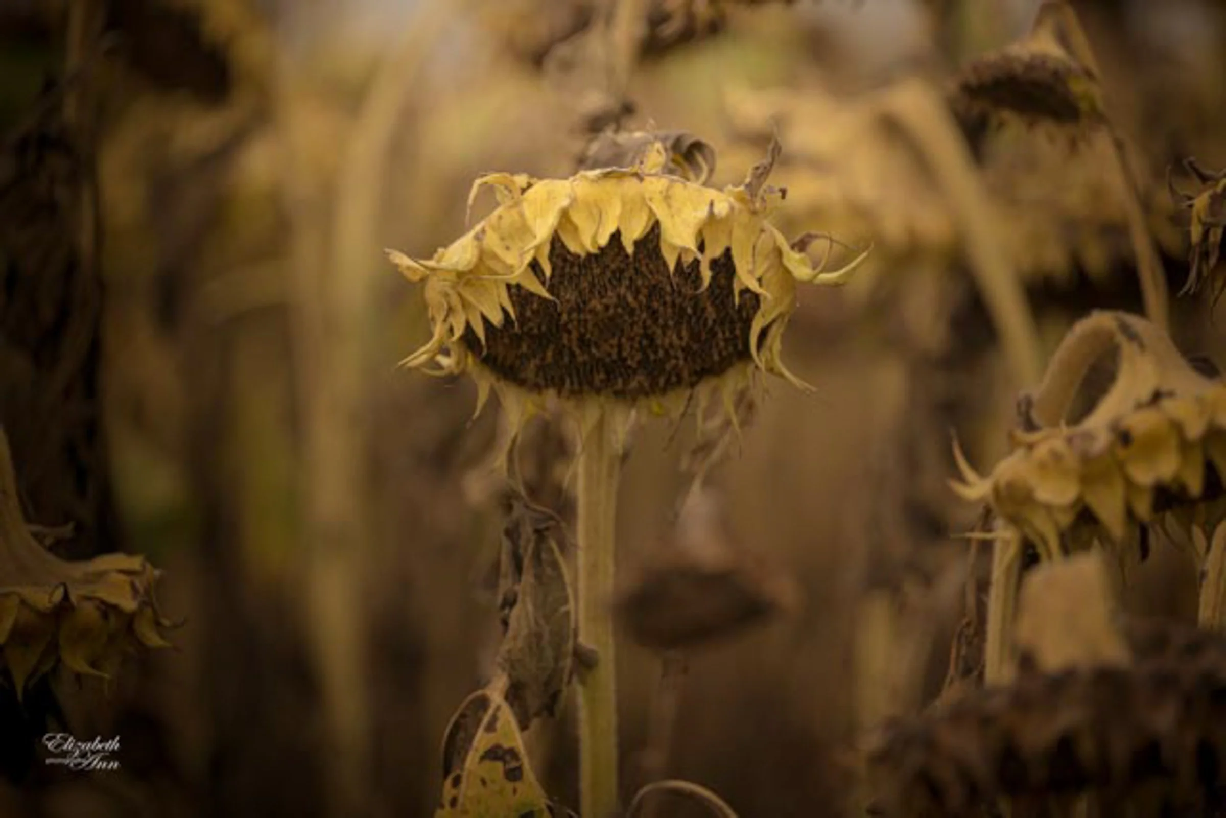 Waiting for Harvest