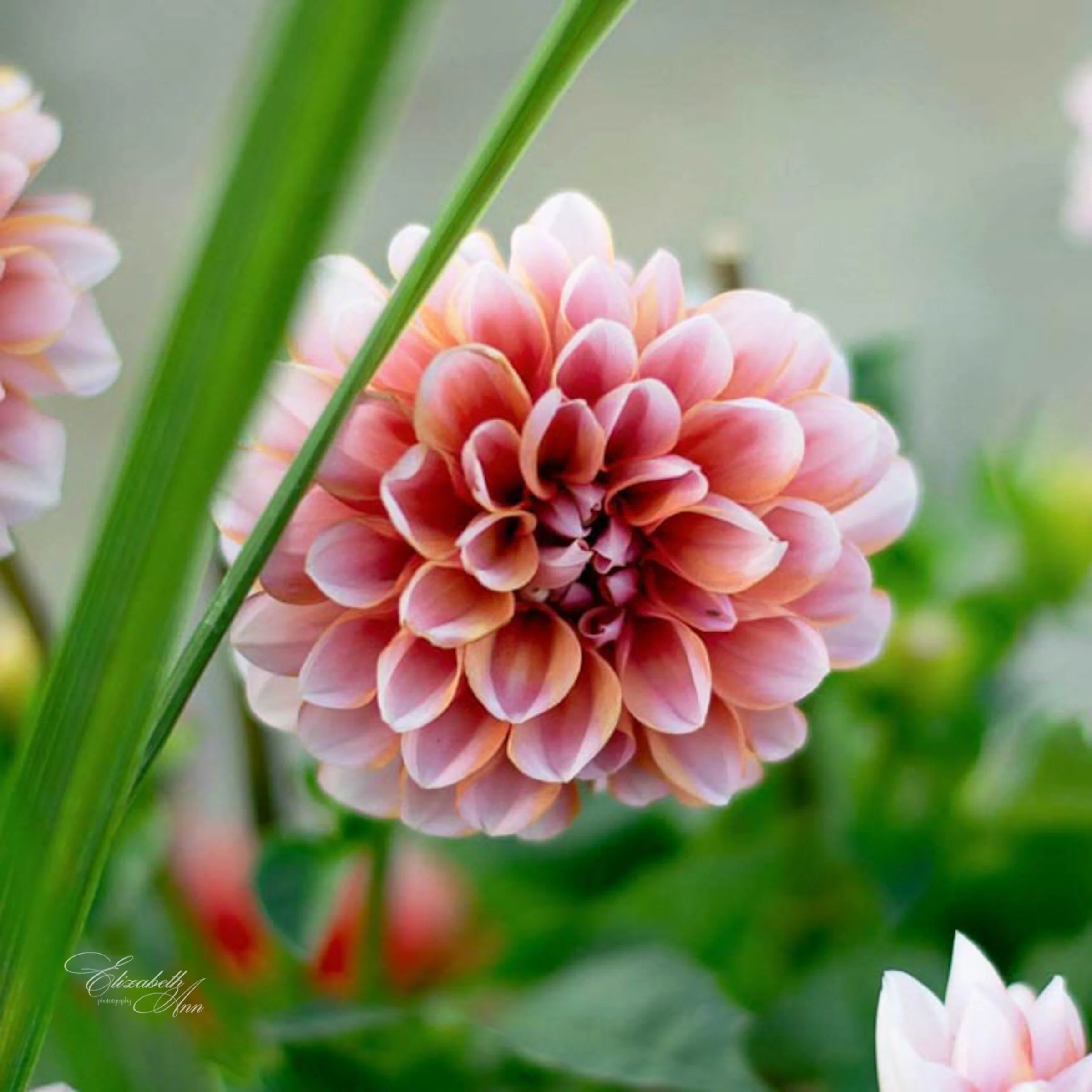Dahlia