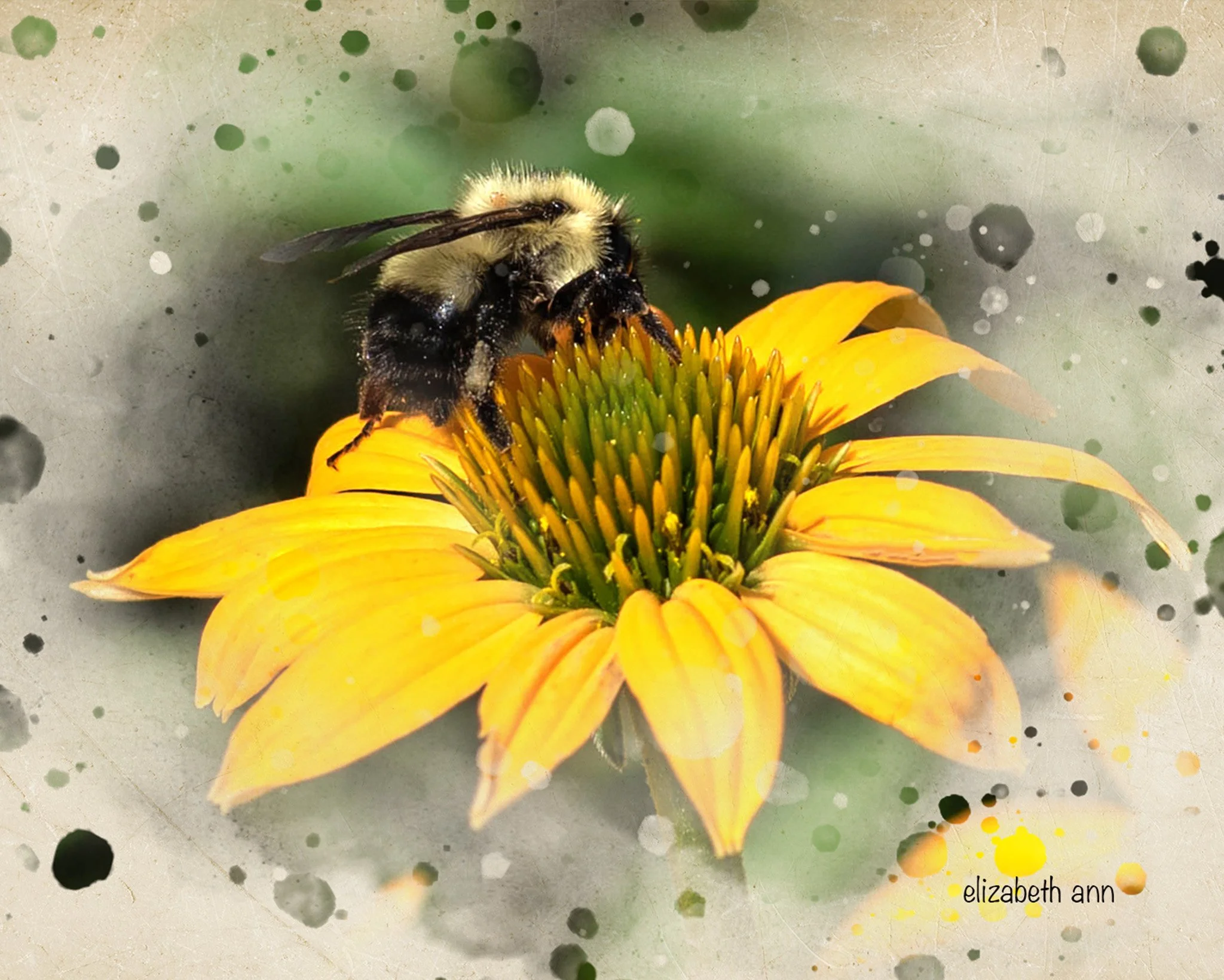 Card_ Bee on Yellow 2.jpg