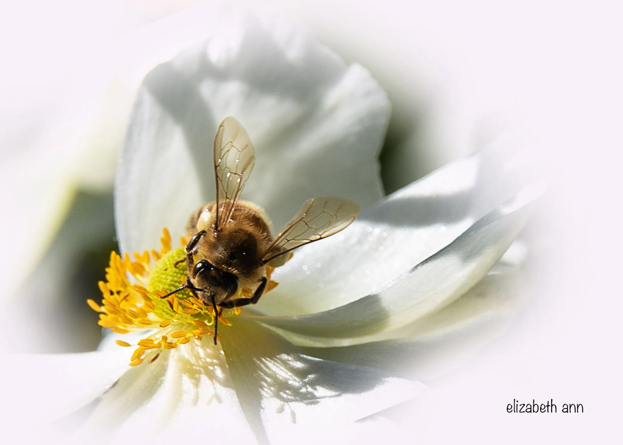 Card_ Bee on White.jpg