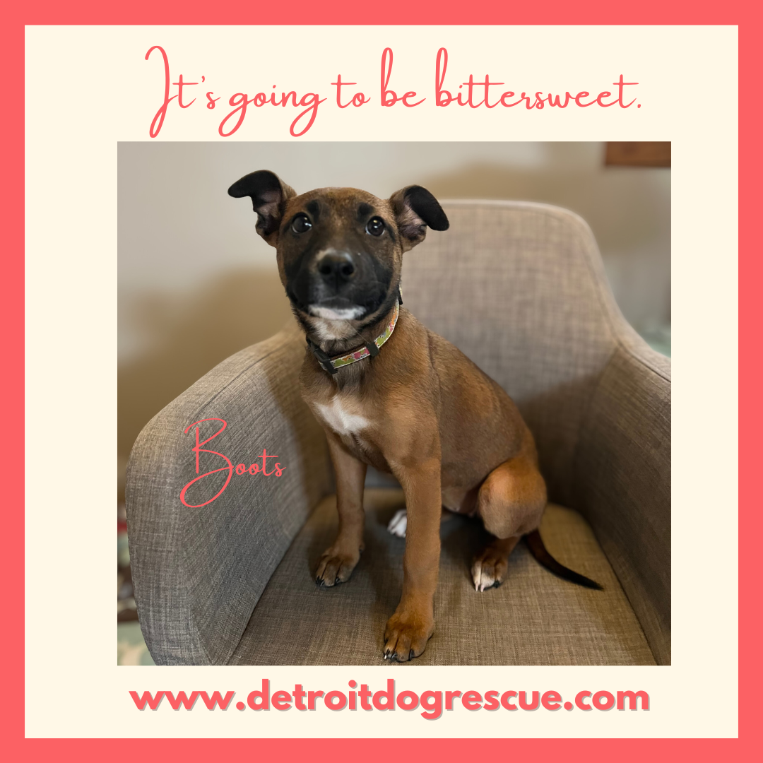 What a Foster Puppy Taught Me about Estate Planning and Preparing the Next Person