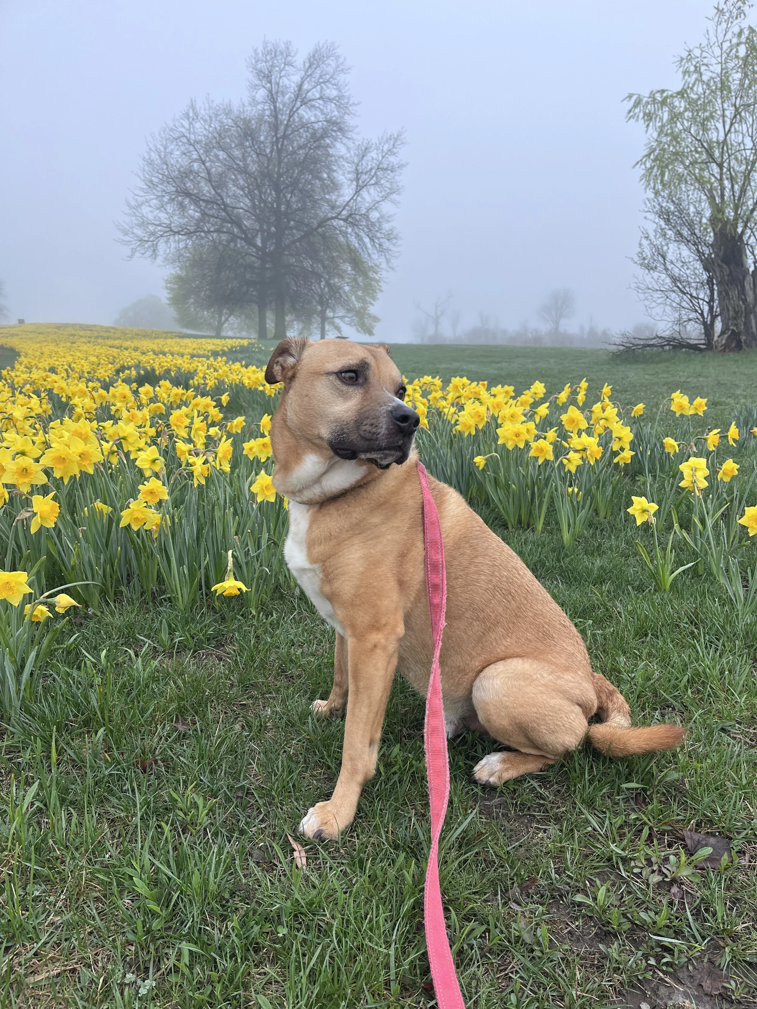 Spring has sprung at Belle Isle.