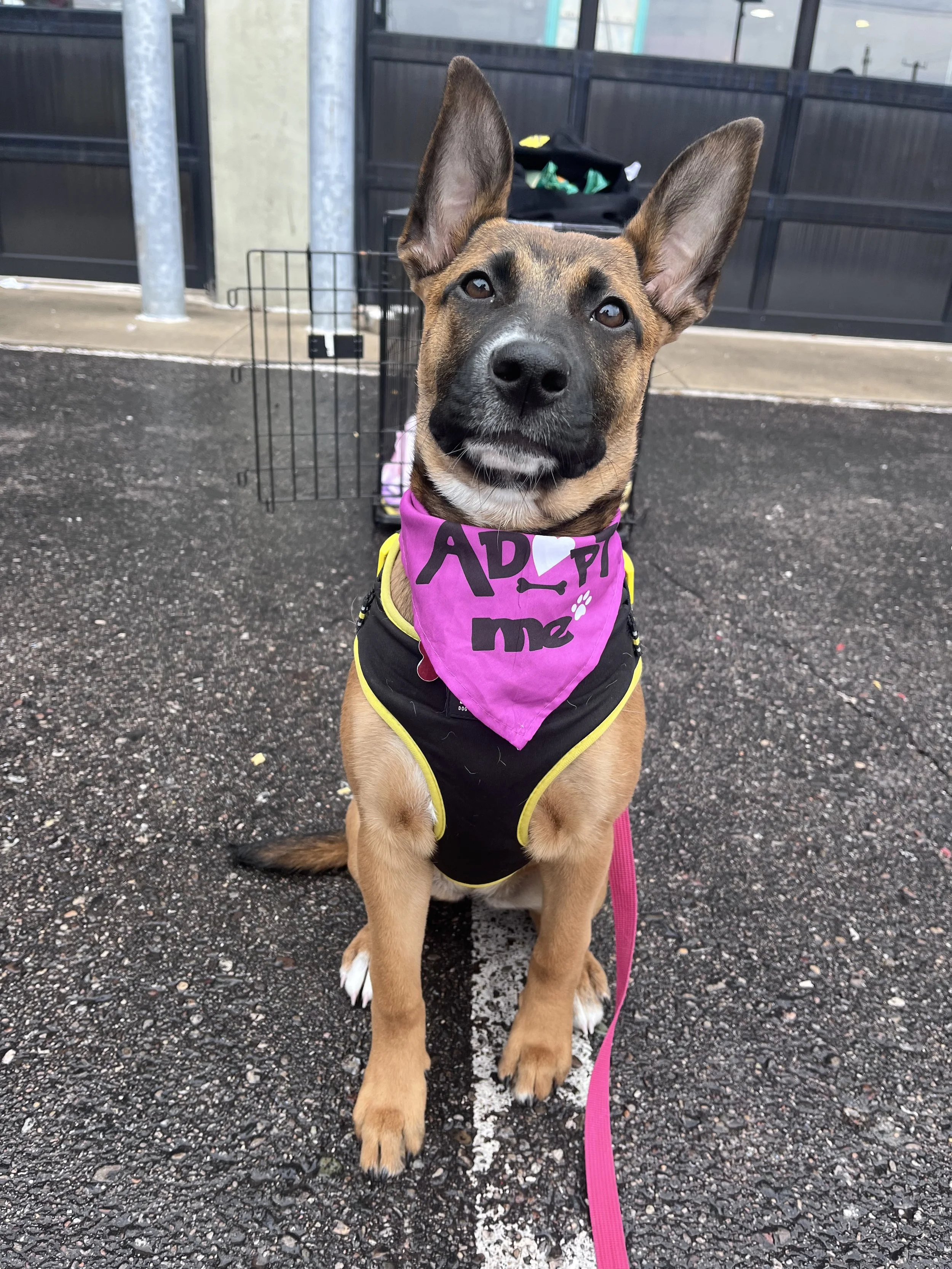 Boots Got Adopted (And Yes, It’s Bittersweet)