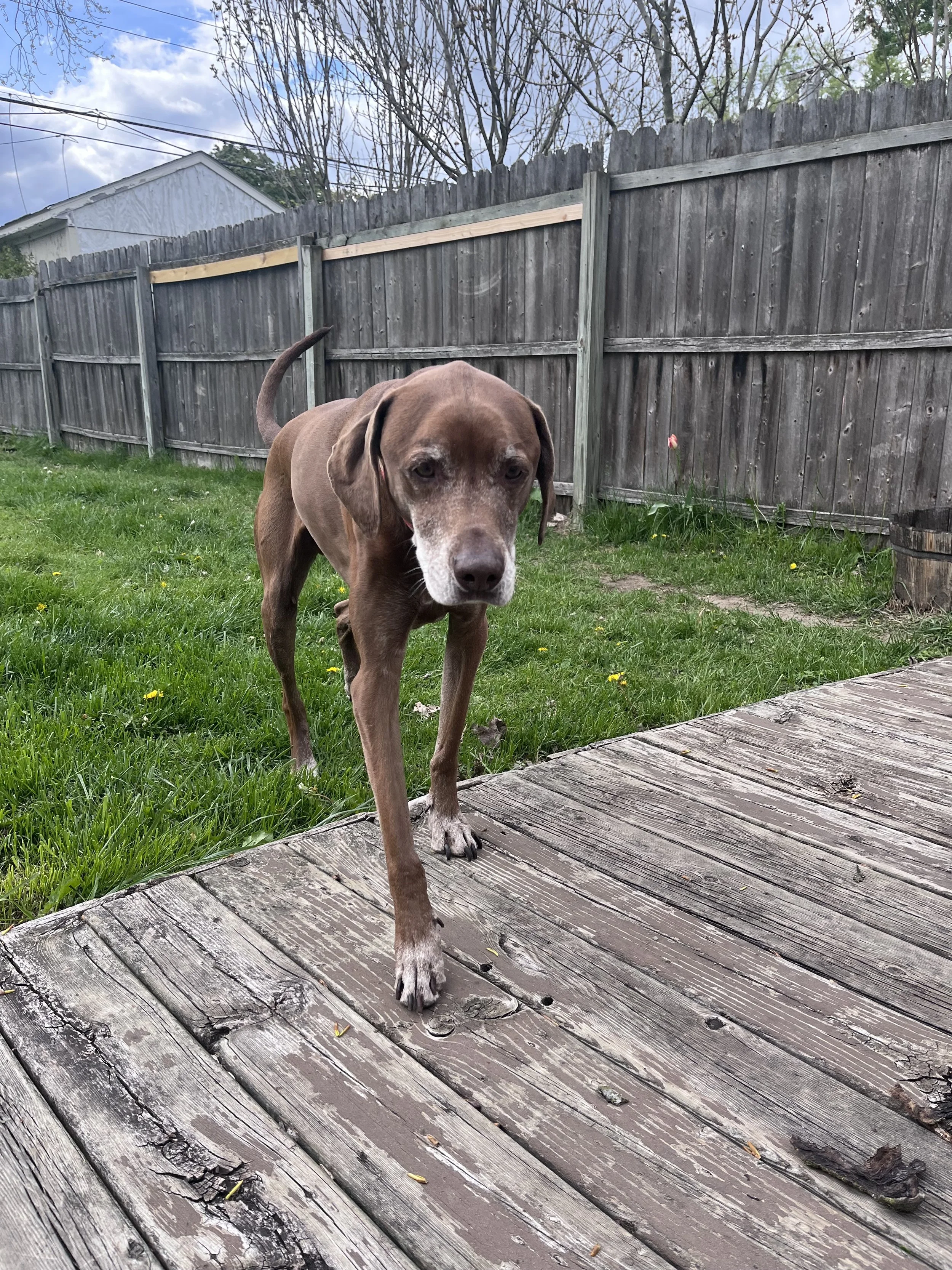 The Bark Management Strategy Behind My Podcast
