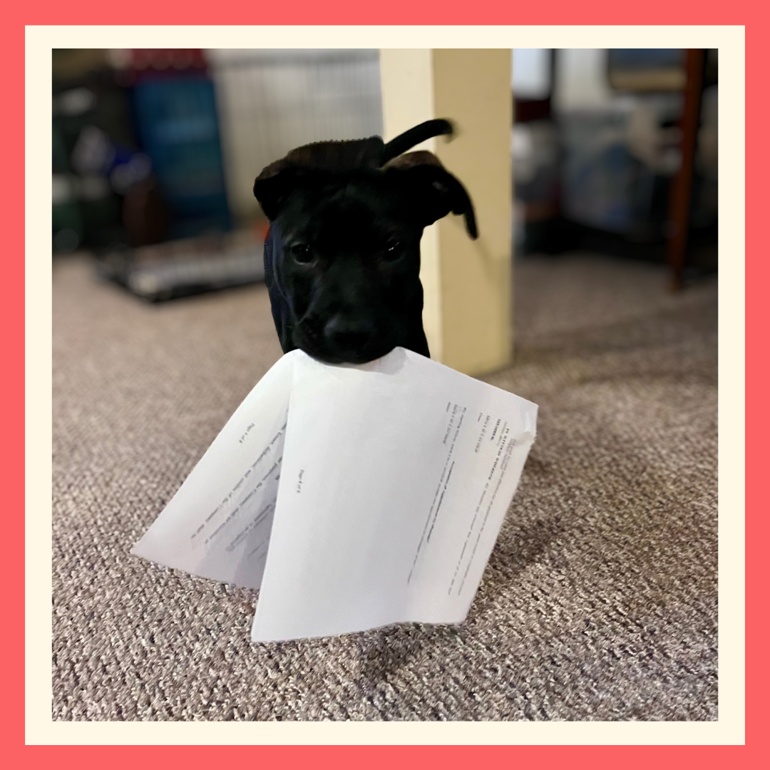 If the Dog Can Find Your Documents, Your Family Should Be Able To, Too