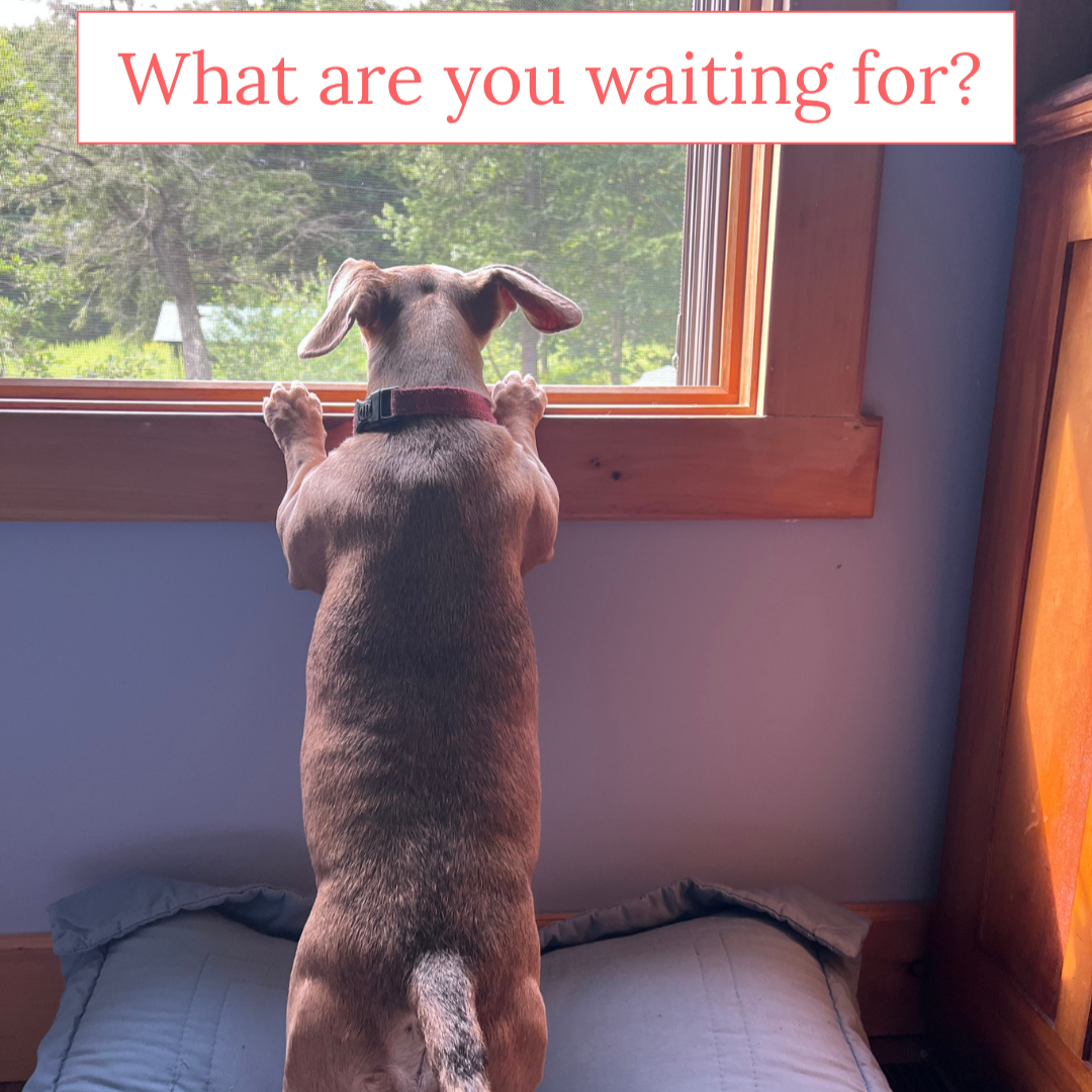 What a Dachshund Can Teach Us About Estate Planning
