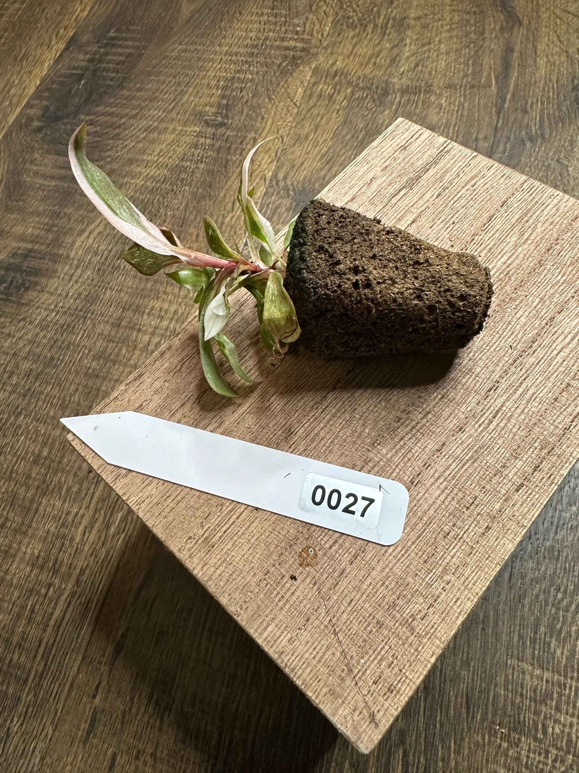 D5E434BB-BF6B-41C4-B29F-DD8A763FD7EA.jpeg