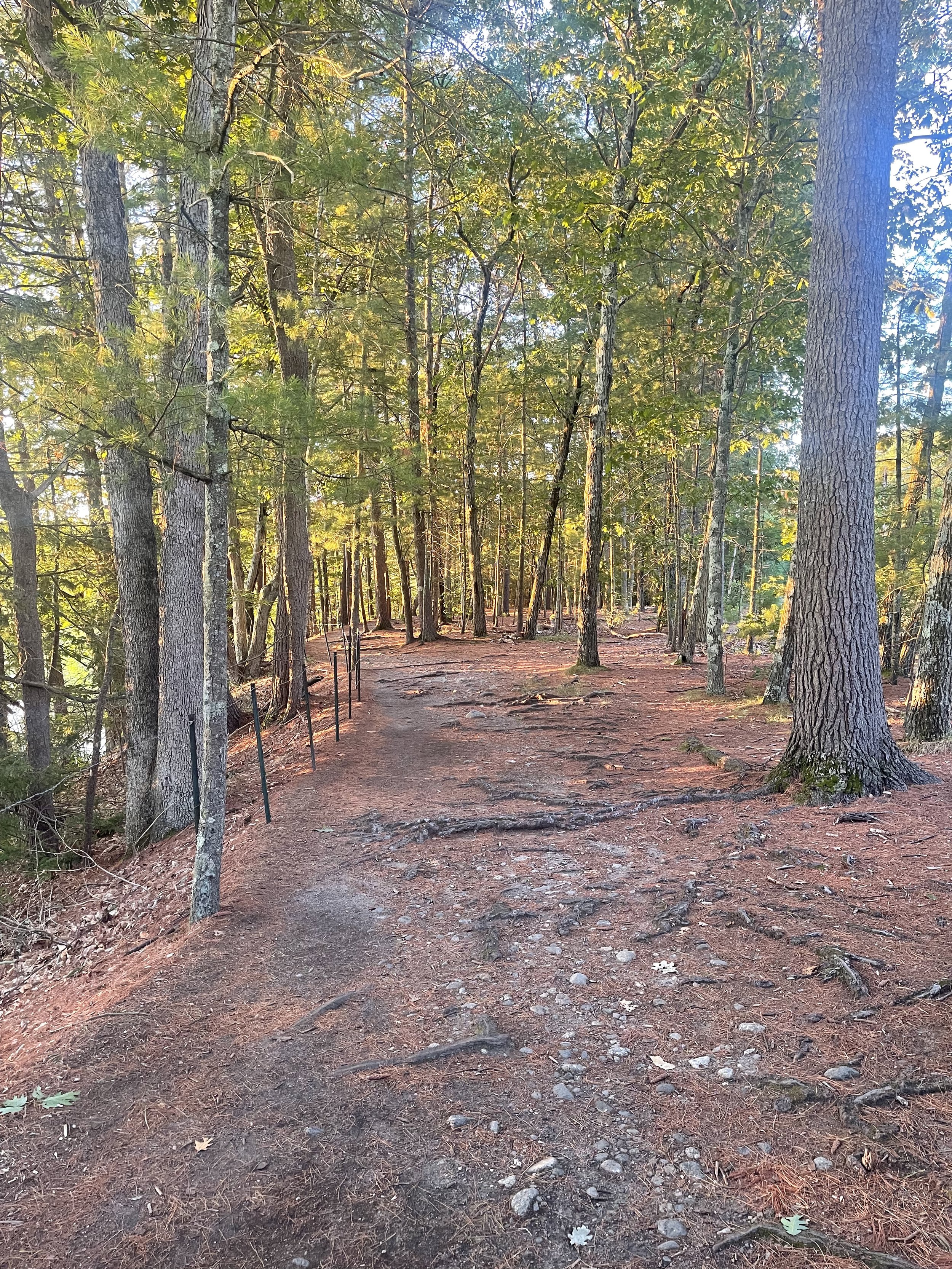 Emerson's Woodlots at Walden