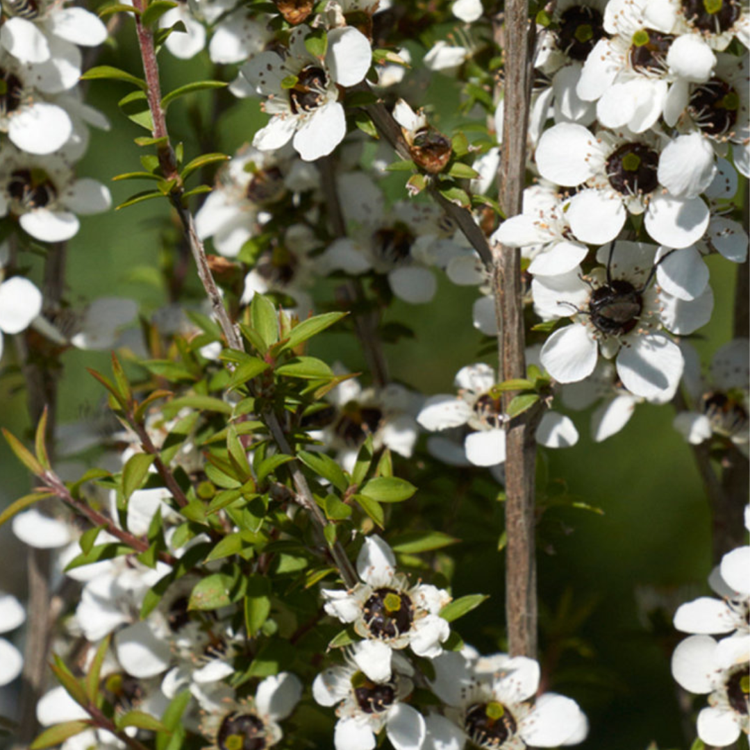 Bamboo Exfoliant KEY INGREDIENTS (2).png