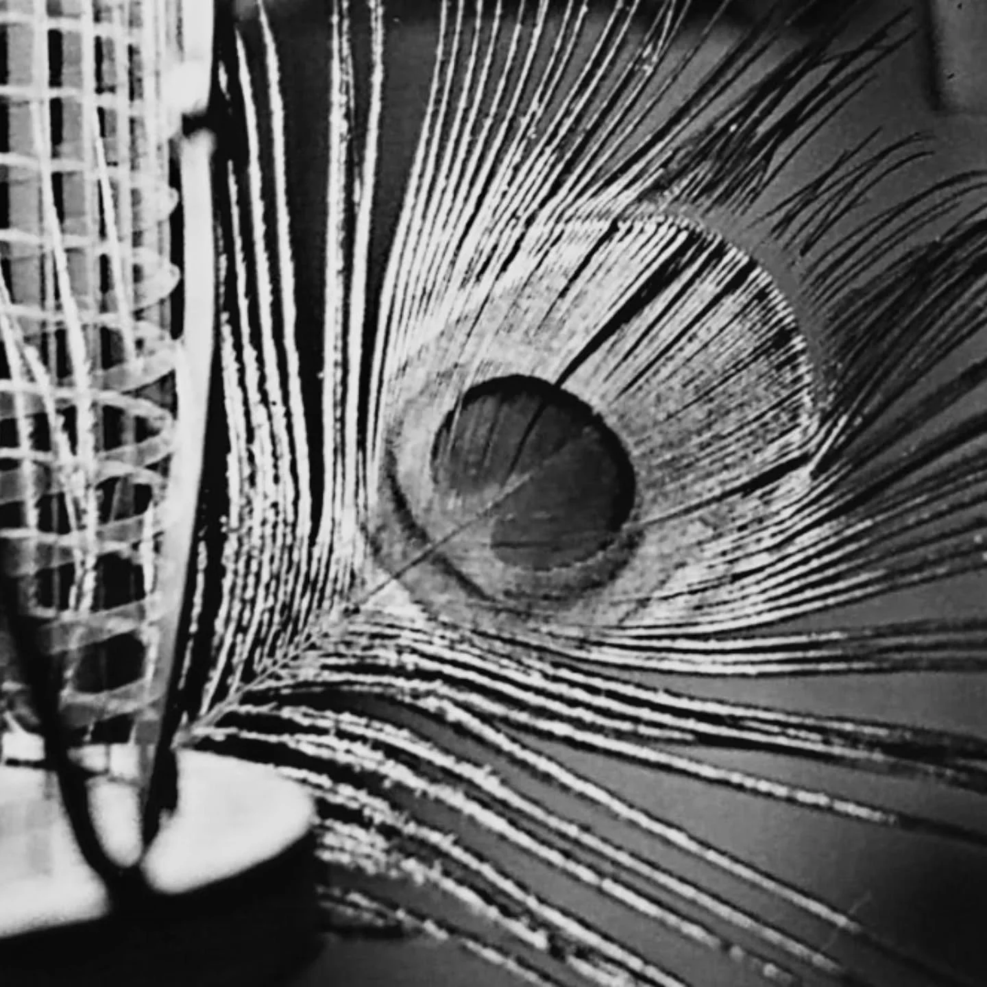 Peacock feather and lamp.  You can still see the colors, I plan to try trichrome printing with these feathers
35mm
Kentmere200